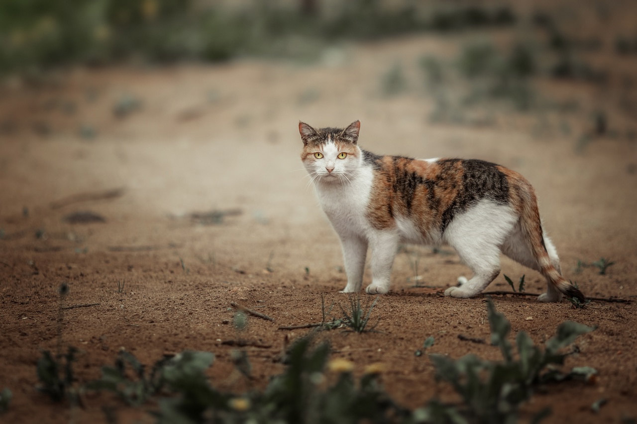 , Наталия Матвеева