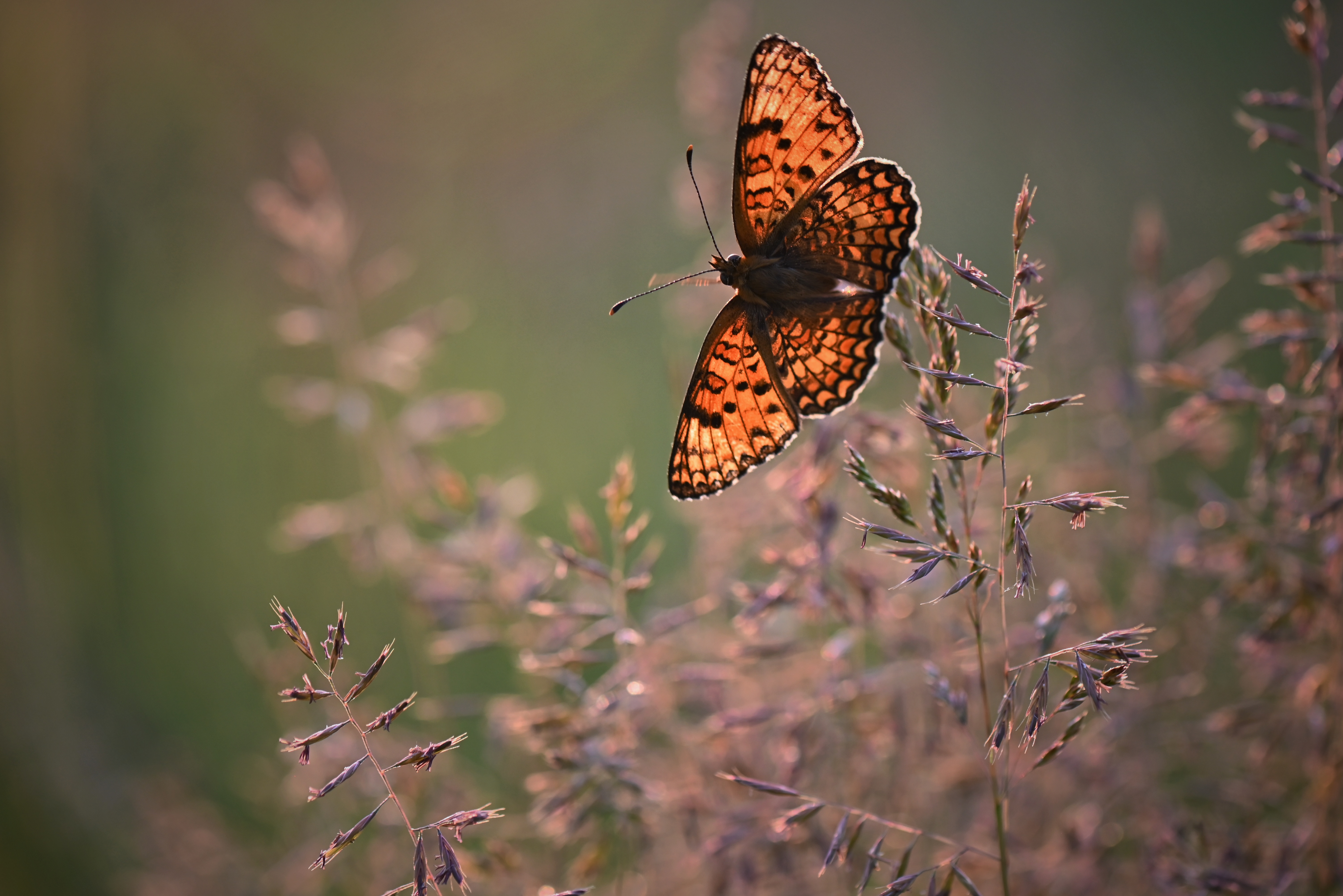 , Герчев Николай