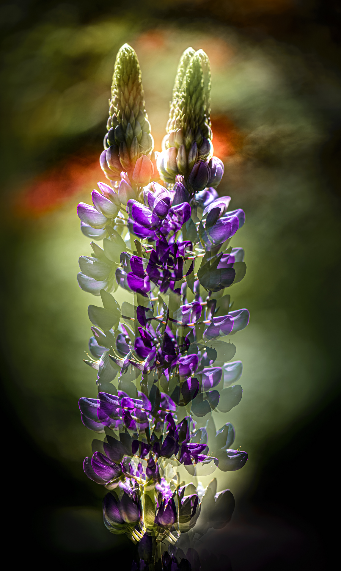 мультиэкспозиция, Неля Рачкова