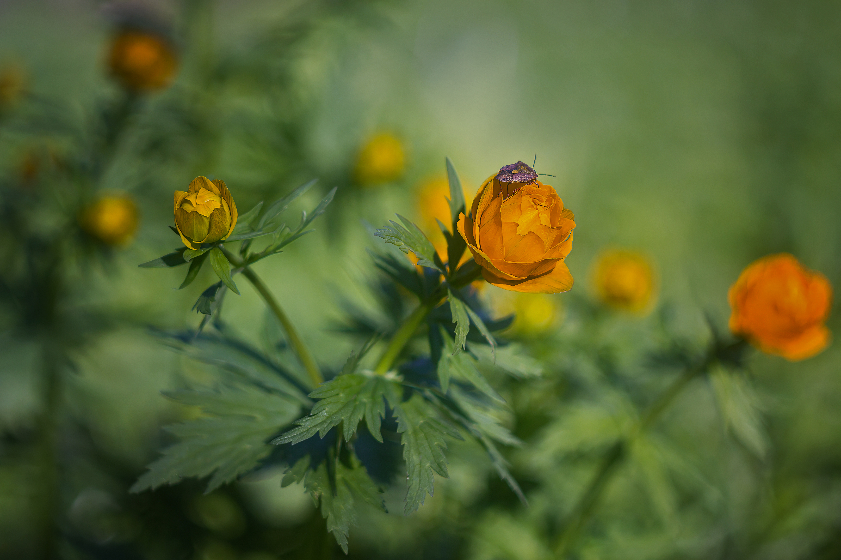 , Юдинских Марина