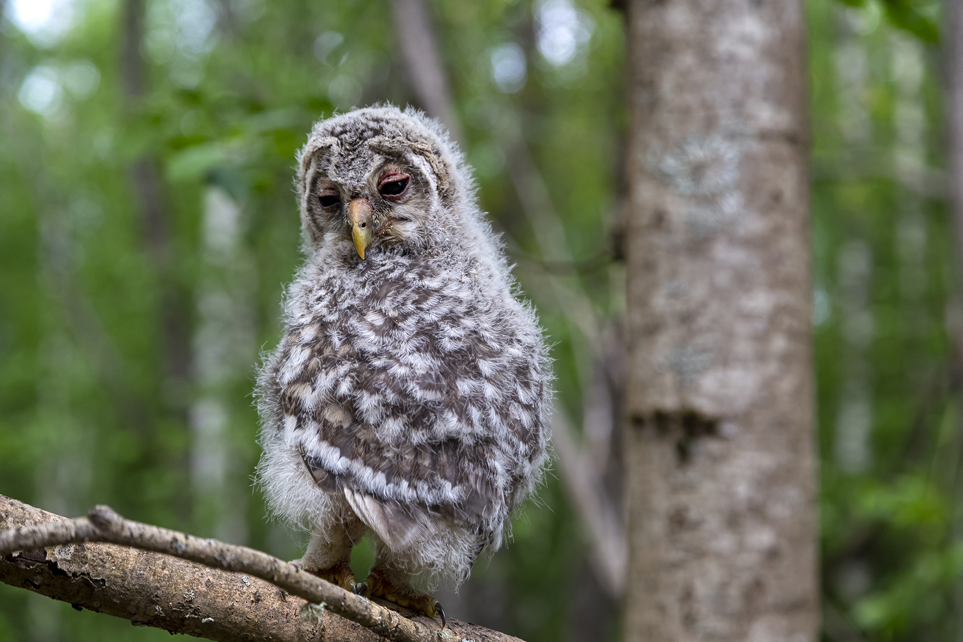 птица, сова. ветка, лес, Анкудинов Леонид