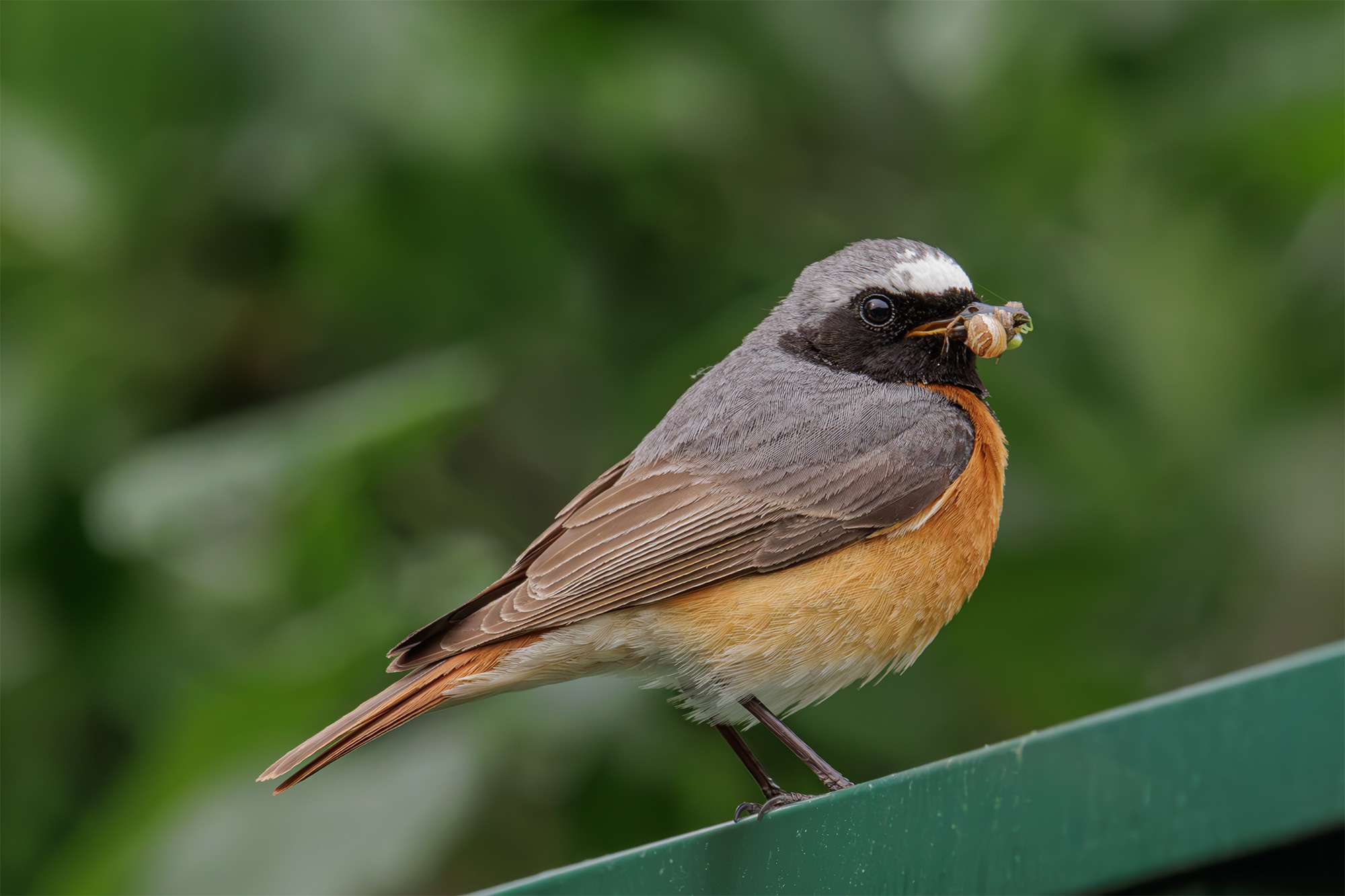 , Морозов Сергей