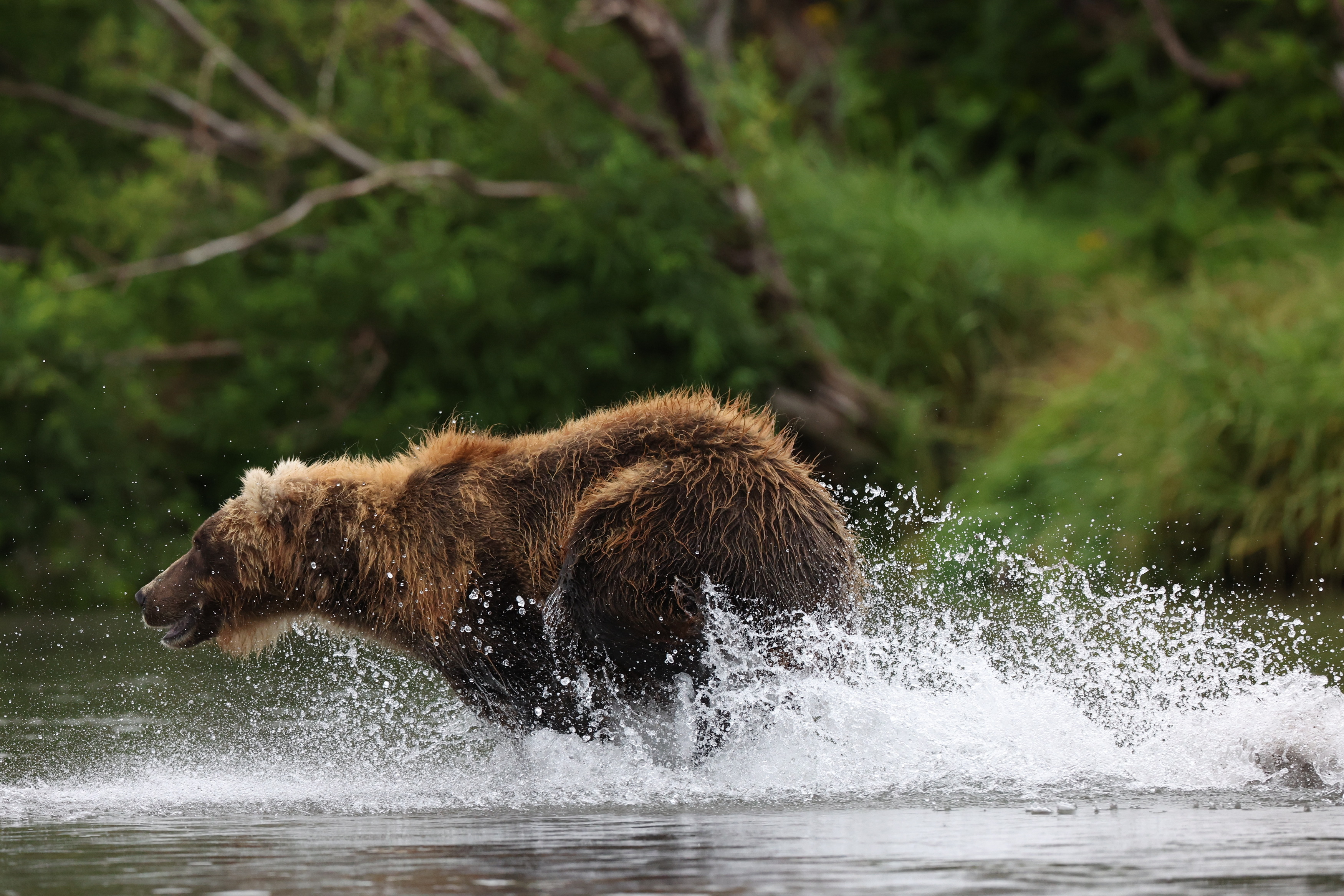Бурый медведь, Камчатка, Leonid Golubkov