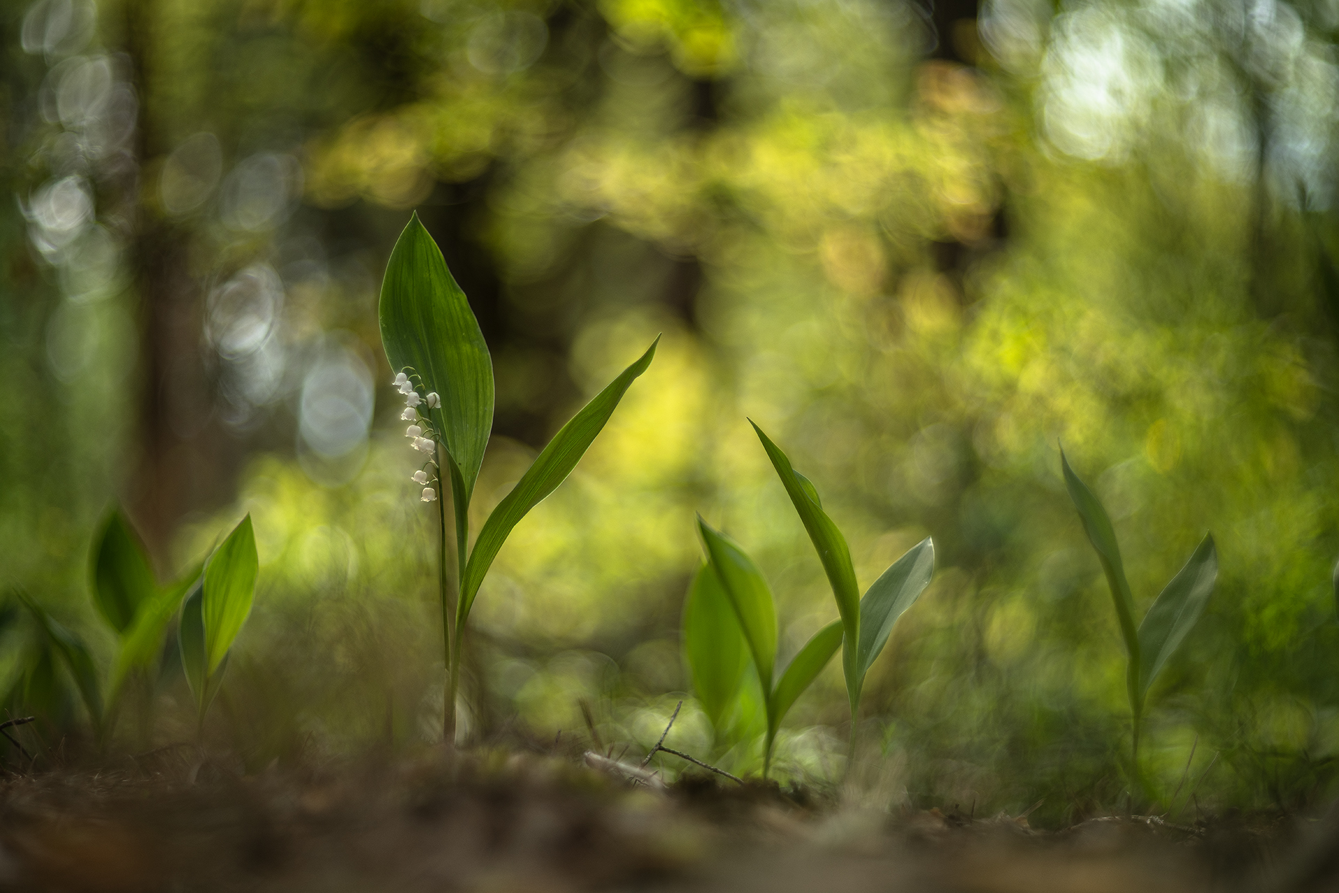 ландыши, весна, свет, лес, макро, природа, геннадий мещеряков, nikon d 850, гелиос-40-2 1,5/85 никон., Мещеряков Геннадий