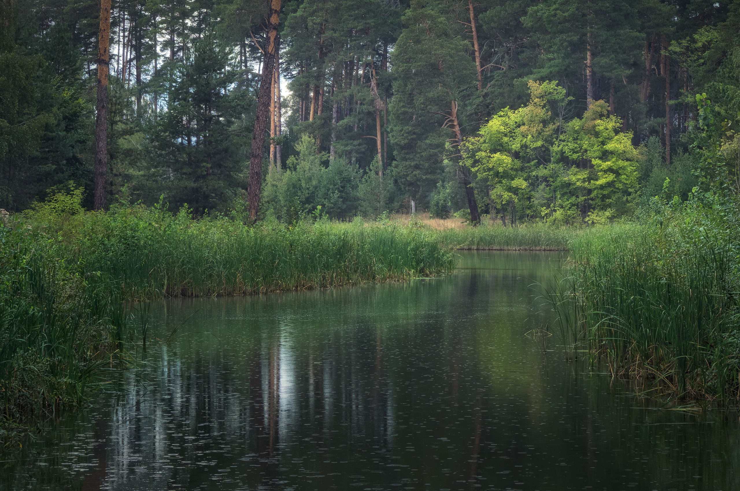 дождь, казань, россия, лес, озеро,  Алексей