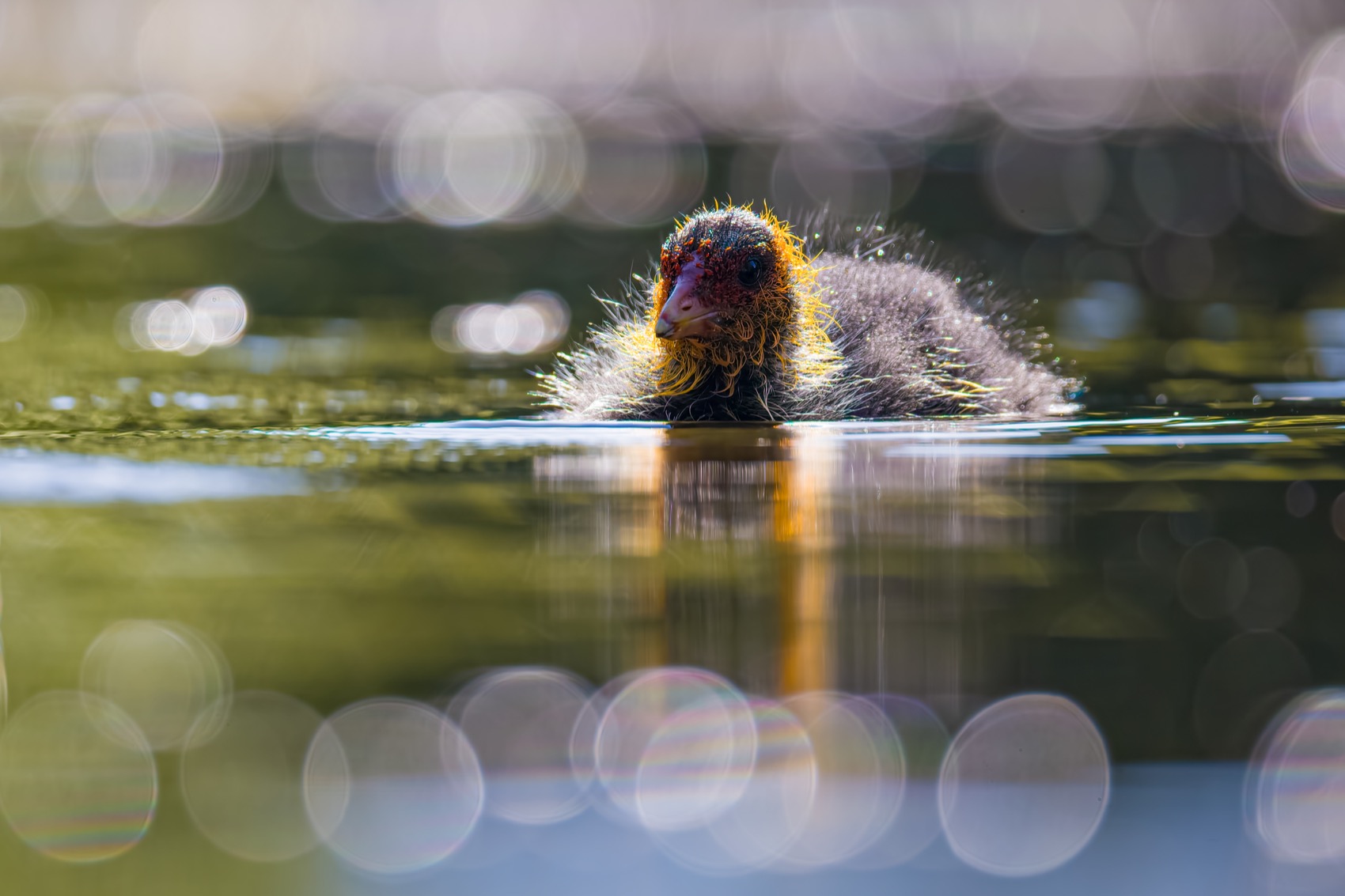 лысуха, птицы, птенцы, Руслан Pl