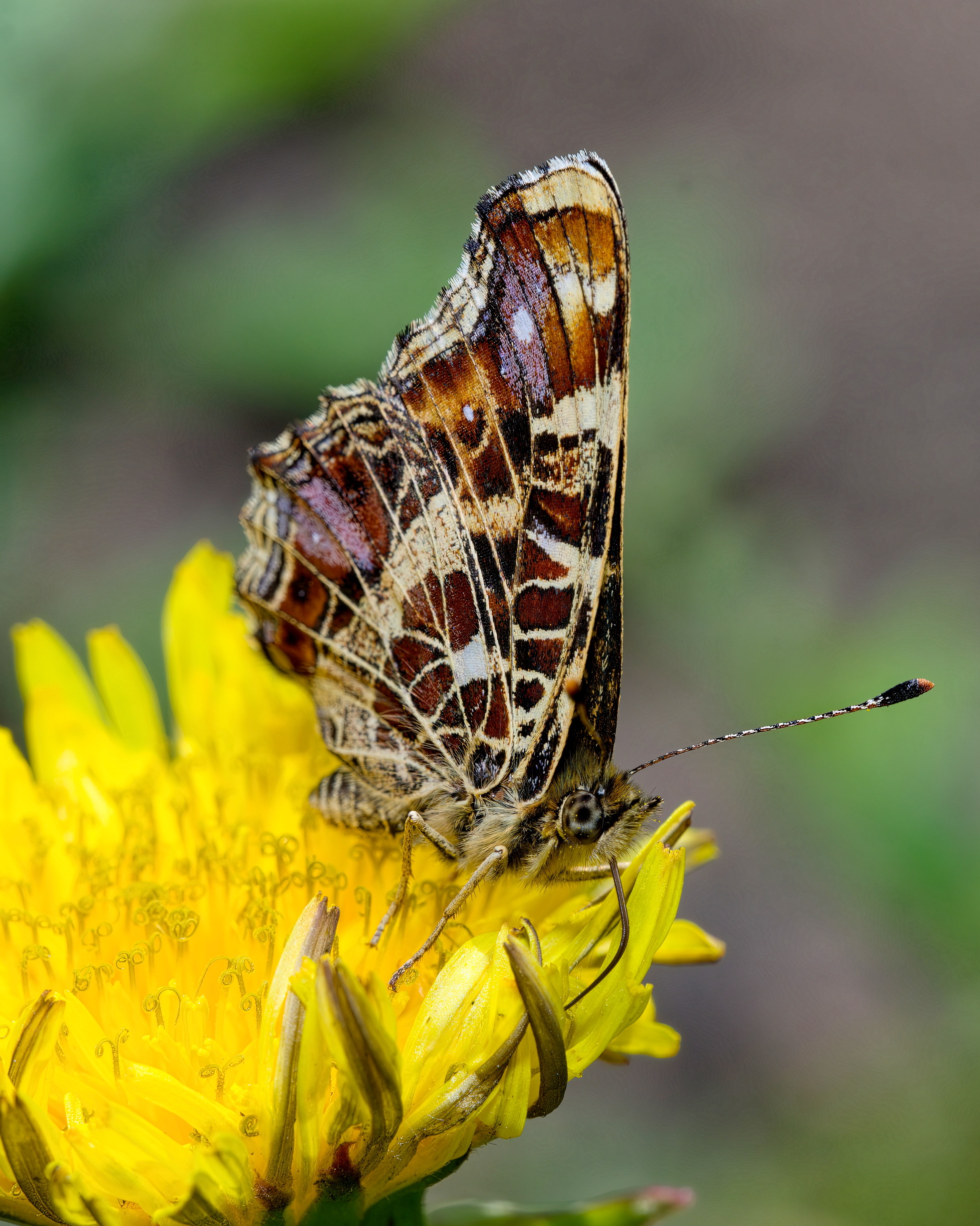 , Кузнецов Дмитрий