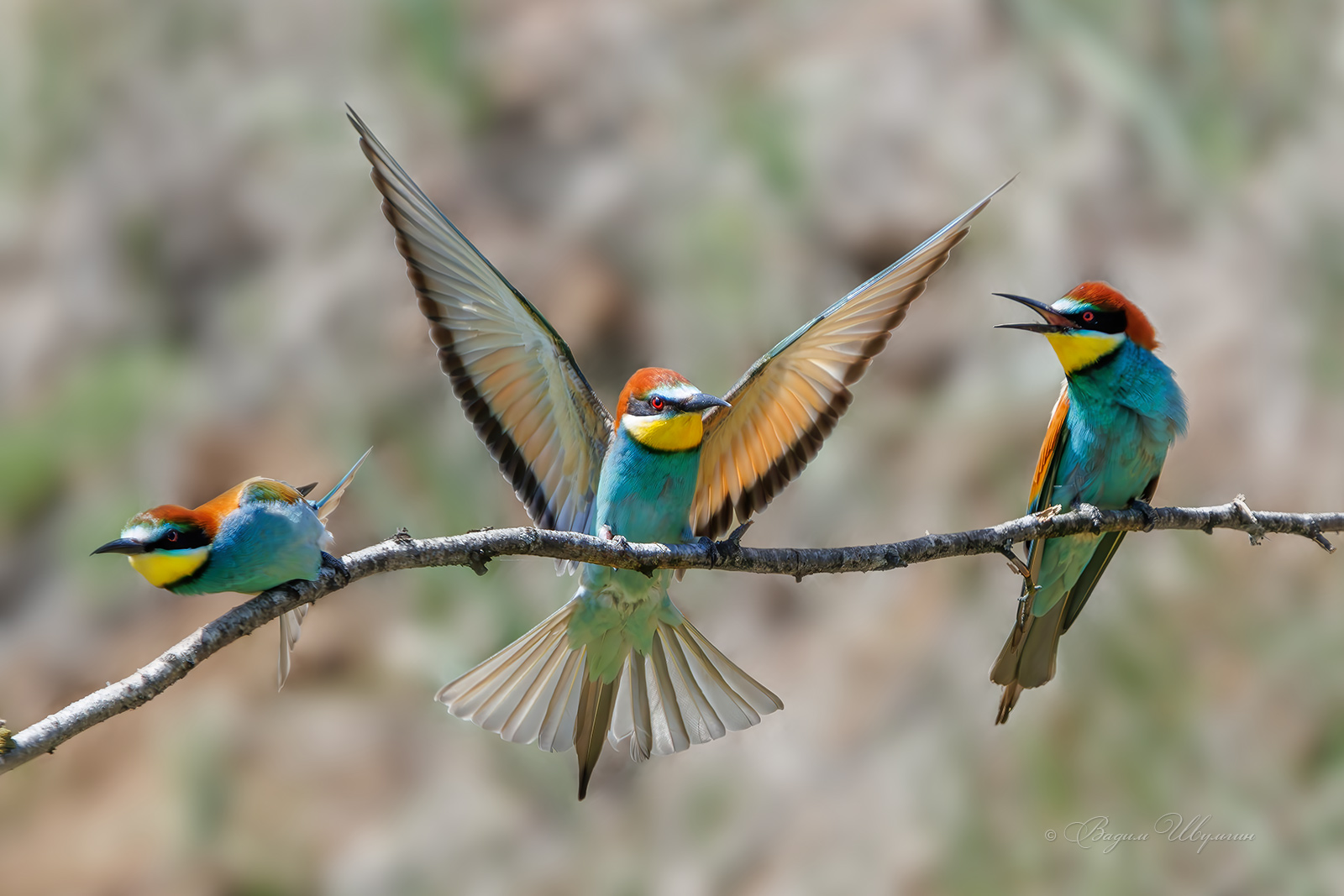 щурка, Шульгин Вадим
