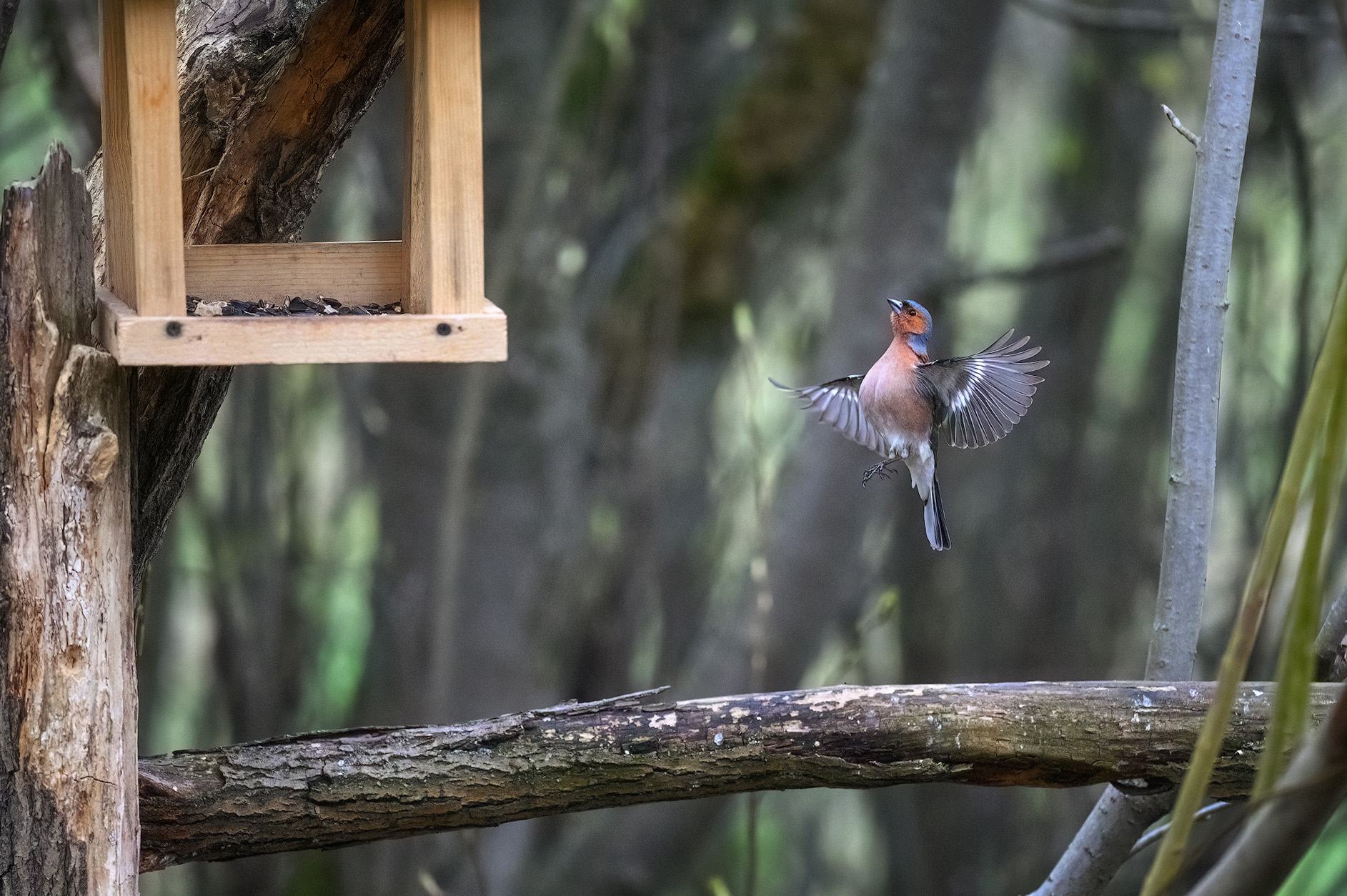 пермский край, птицы, фотоохота, природа, зяблик, Кузнецов Кирилл