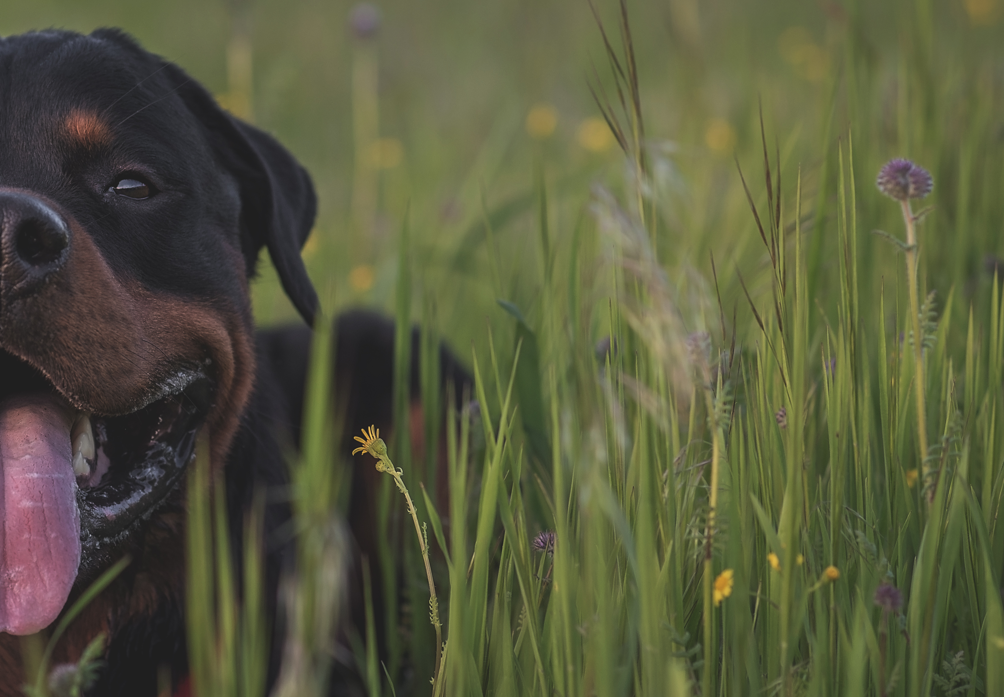 , Яна Кудлай