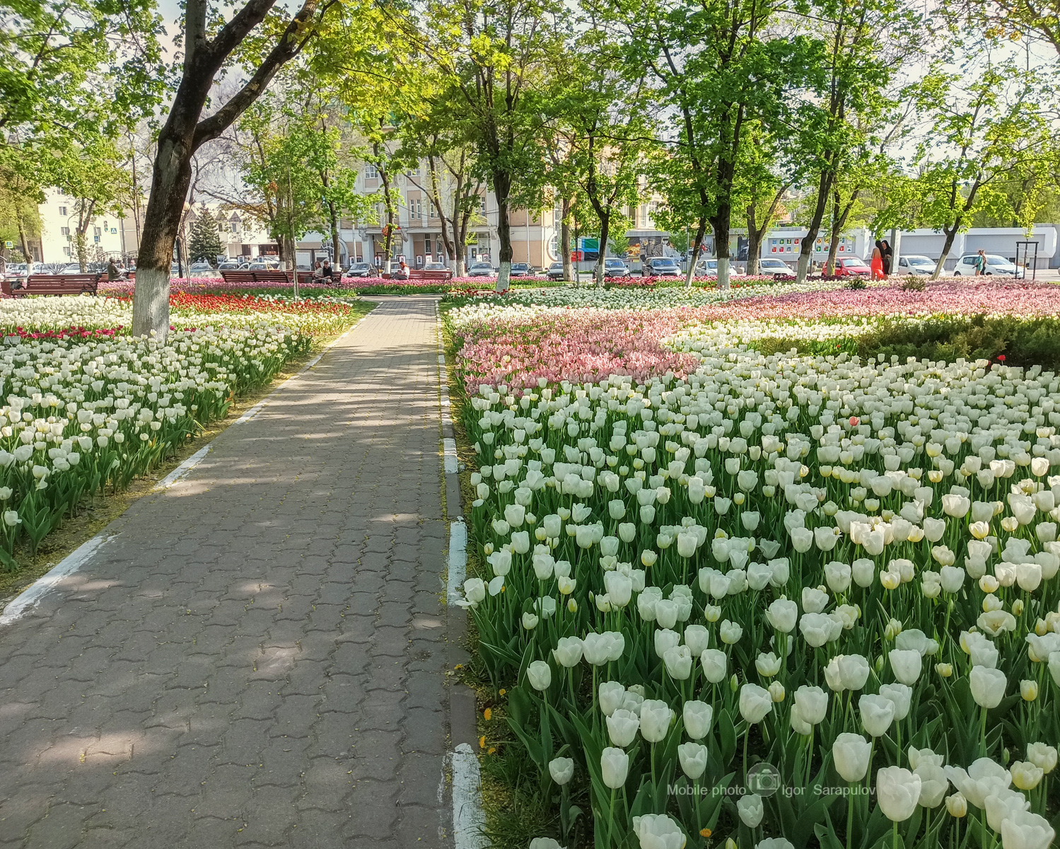 цветы, цветущий, цветущая весна, цветение, цвести, тюльпаны, сквер, клумба, городской пейзаж, гвесна в городе, апрель , белые тюльпаны, белгород, infinix note 12_2023, infinix, Сарапулов Игорь