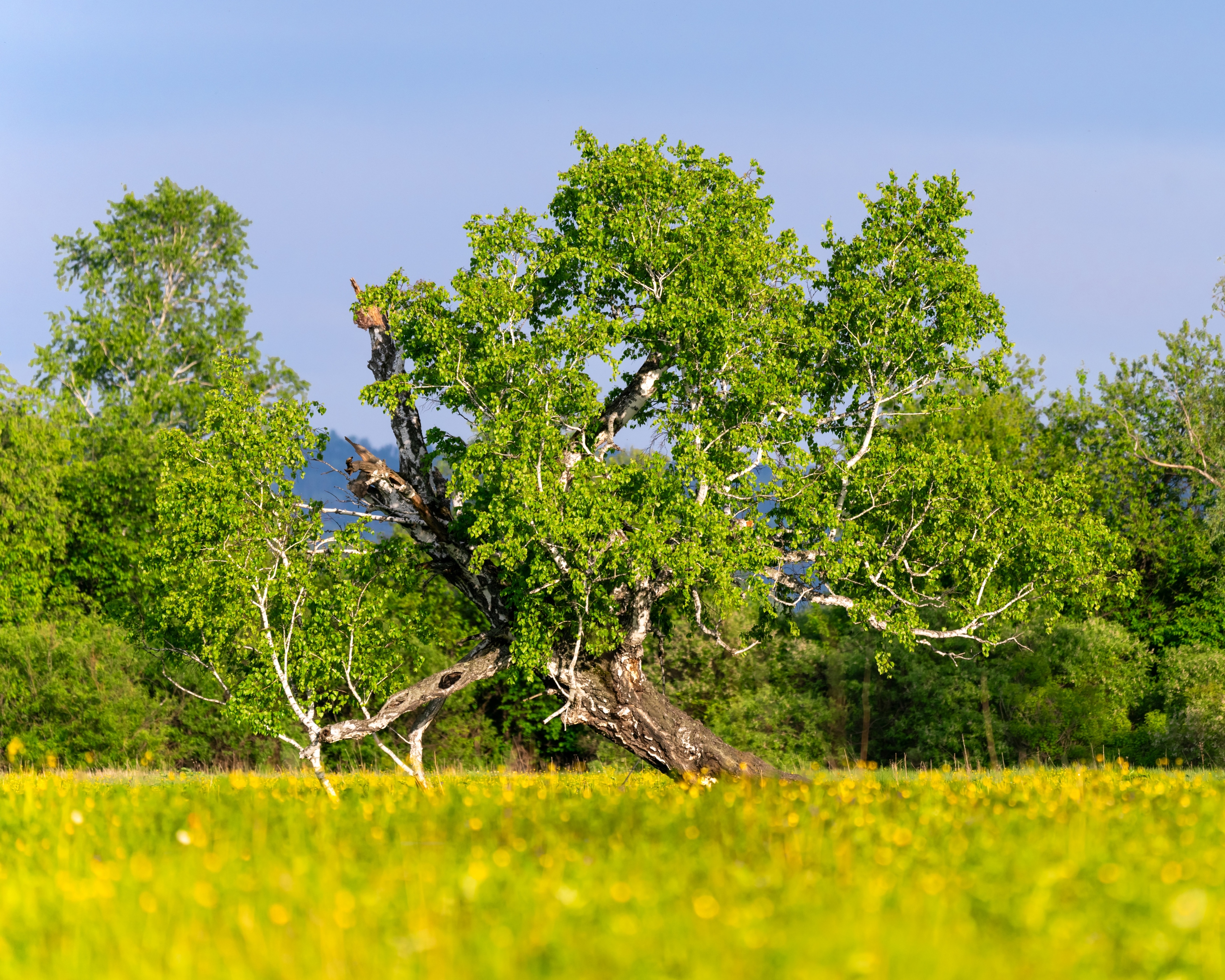 лето, береза, полевые цветы, сибирь, Екатерина Дубровская