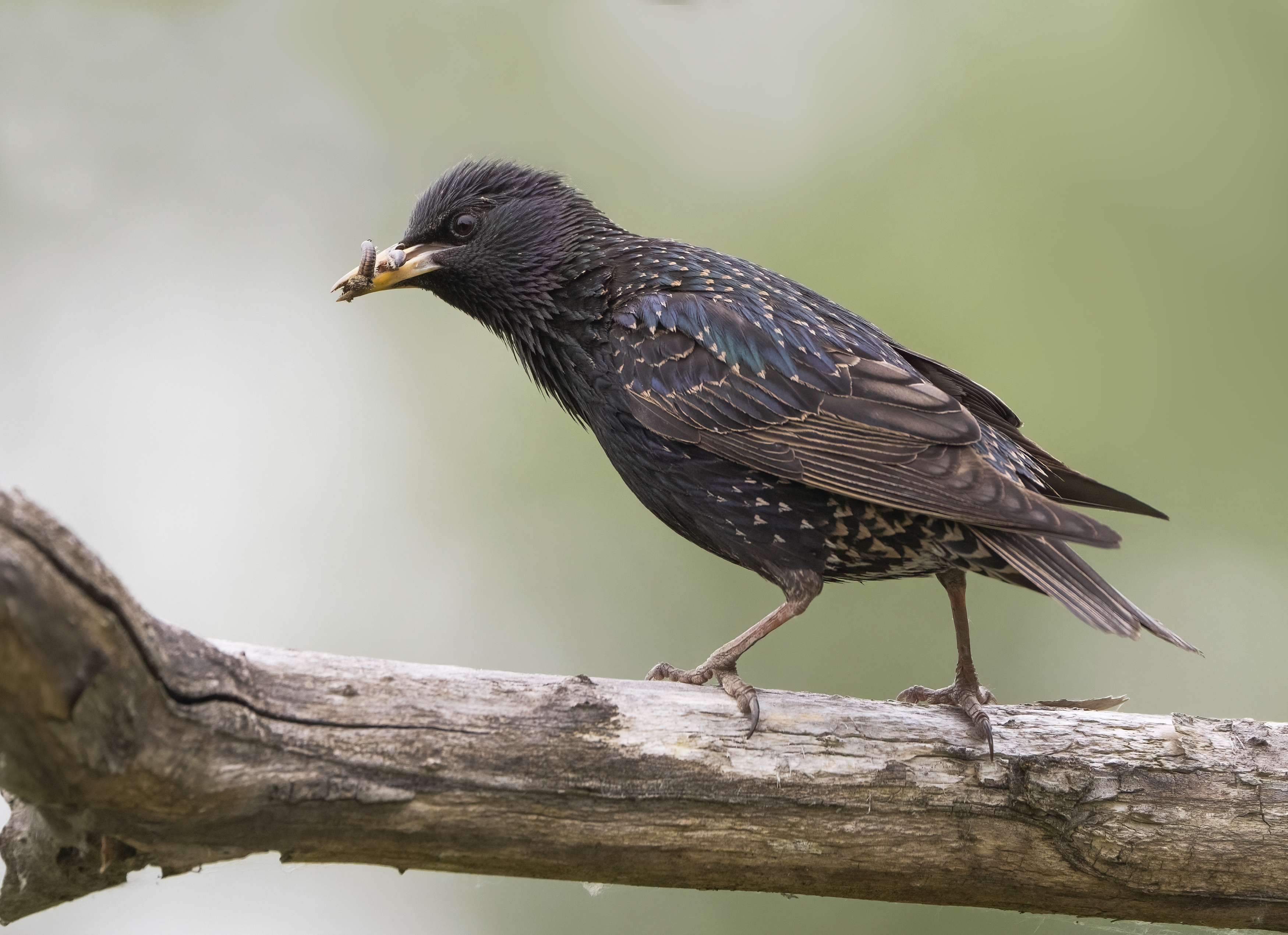 птицы,природа, лето, Андрей Киселёв