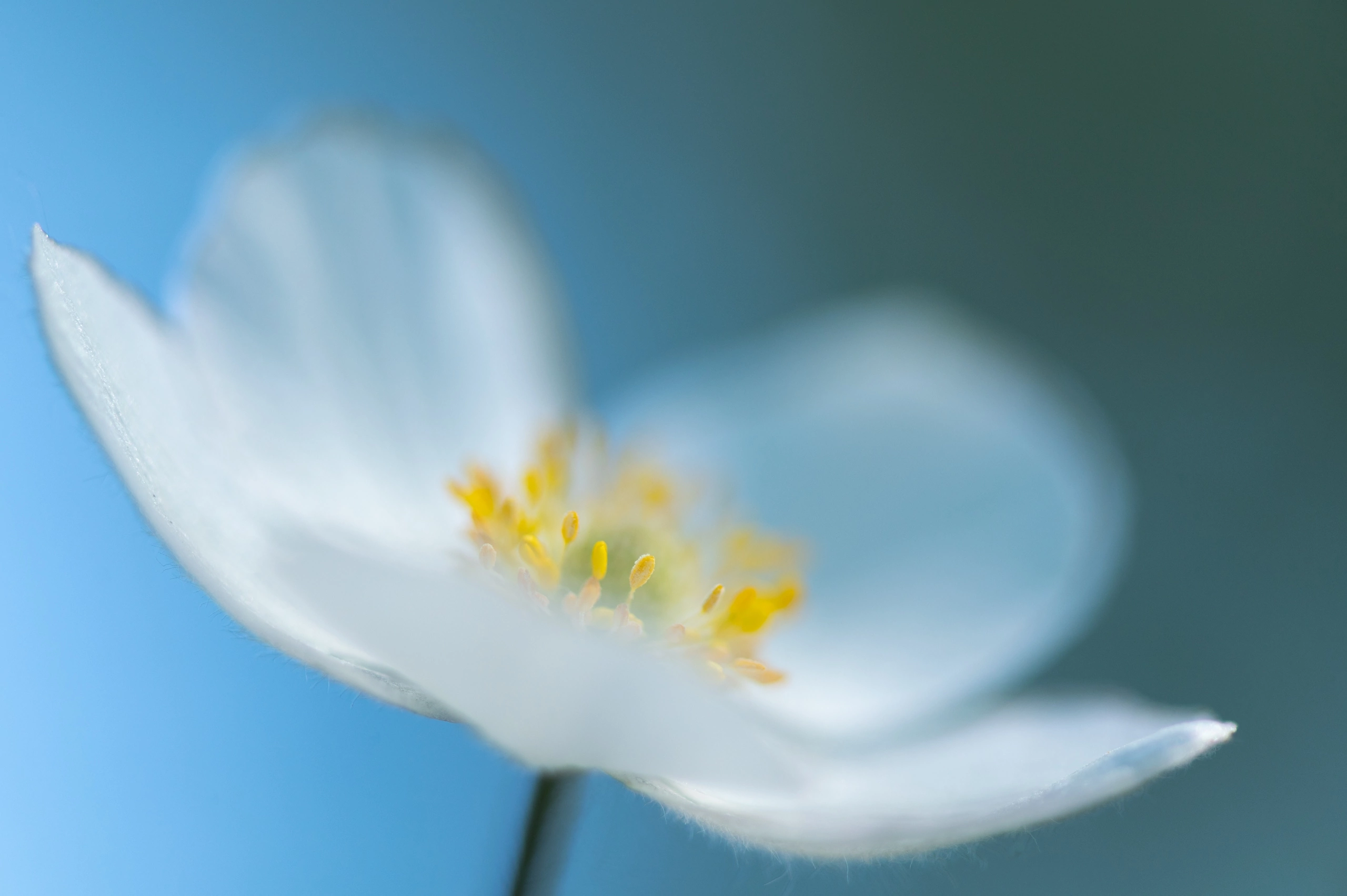 цветы, макро, Андреева Светлана