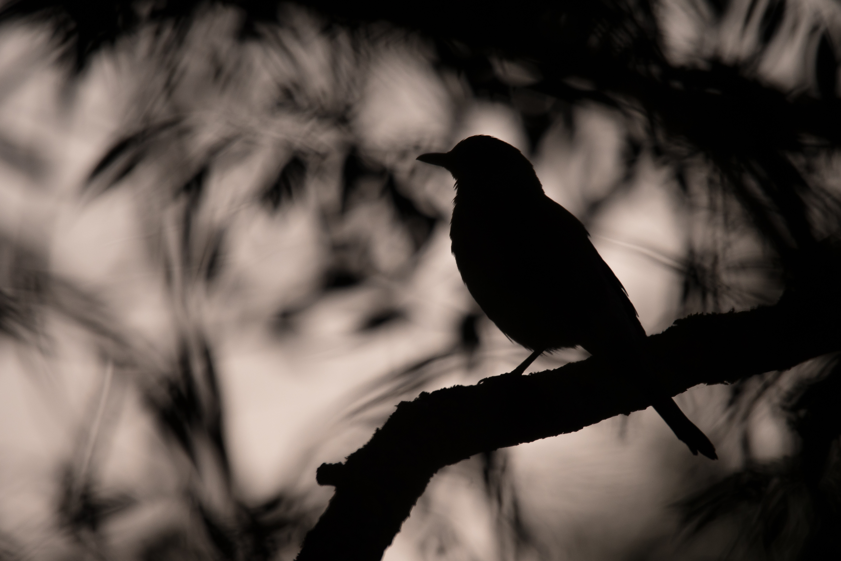 дрозд, рябинник, Соварцева Ксения