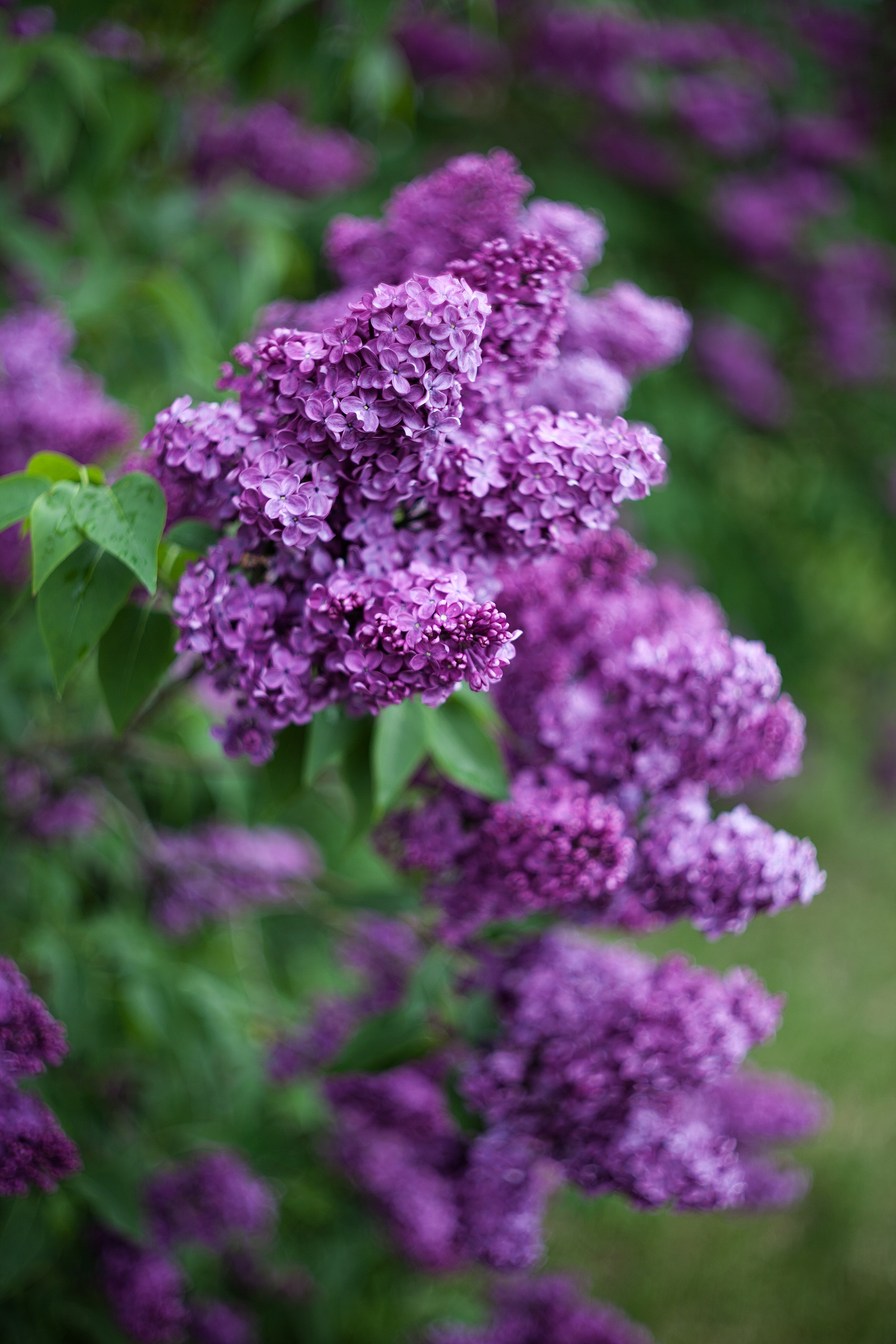 Сирень, красота, весна 2025,  , Удрис Айвар