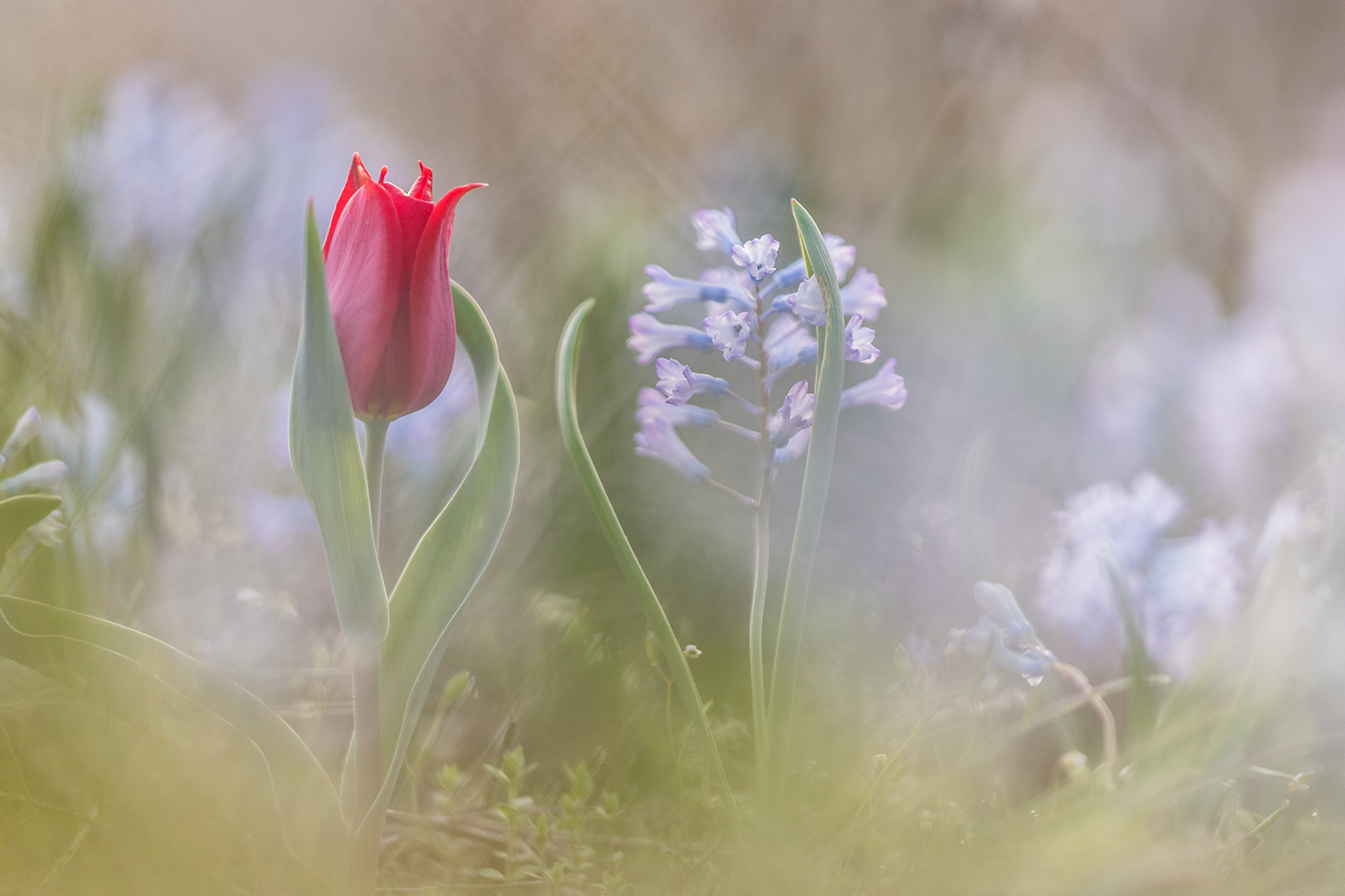 , Илья Михеев