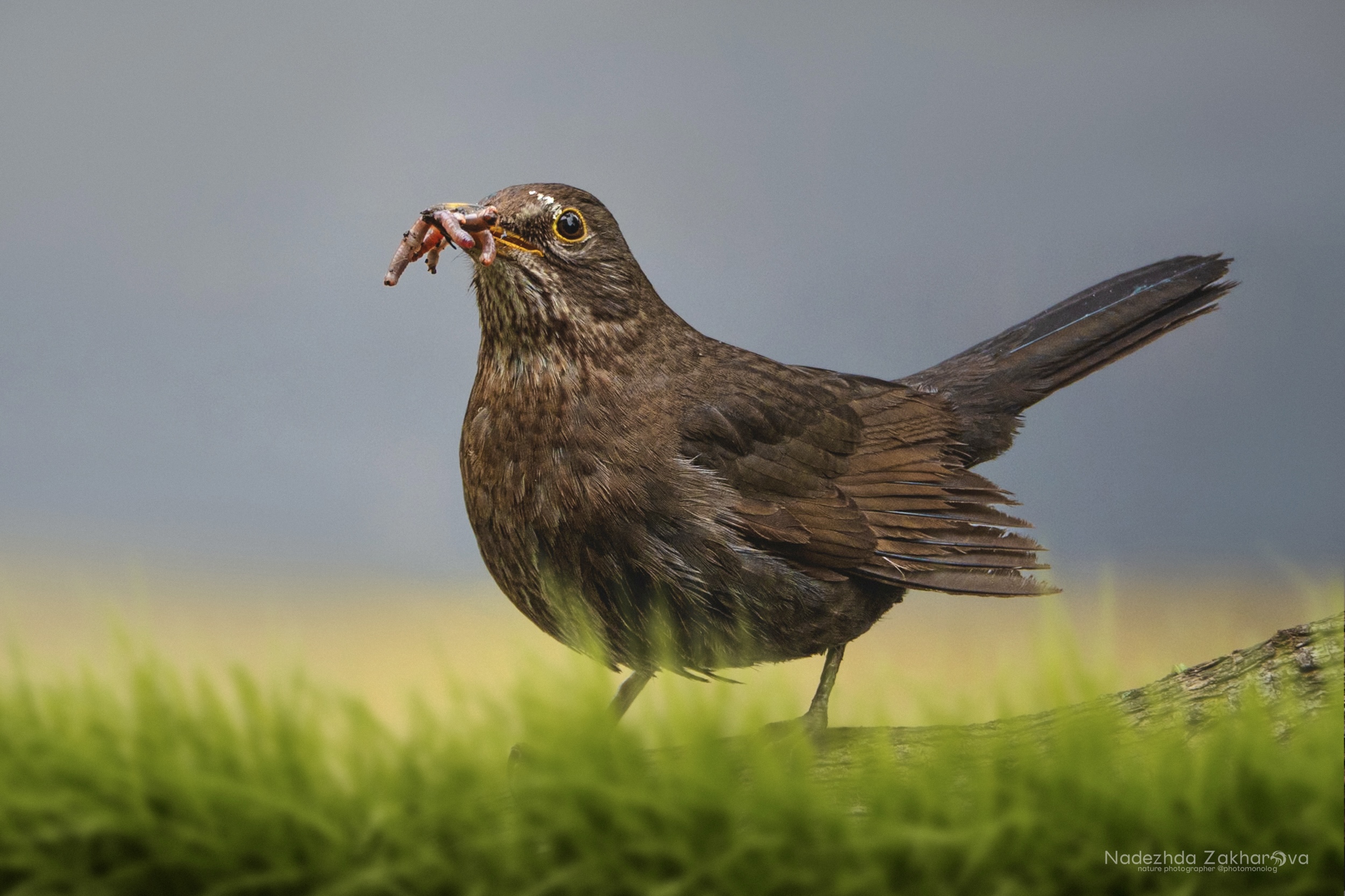 наблюдения за птицами, самка черного дрозда, черный дрозд, дрозд, птицы, портреты птиц, эмоции, весна, время птенцов, птицы на гнездах, весна2025, Nadezhda Zakharova