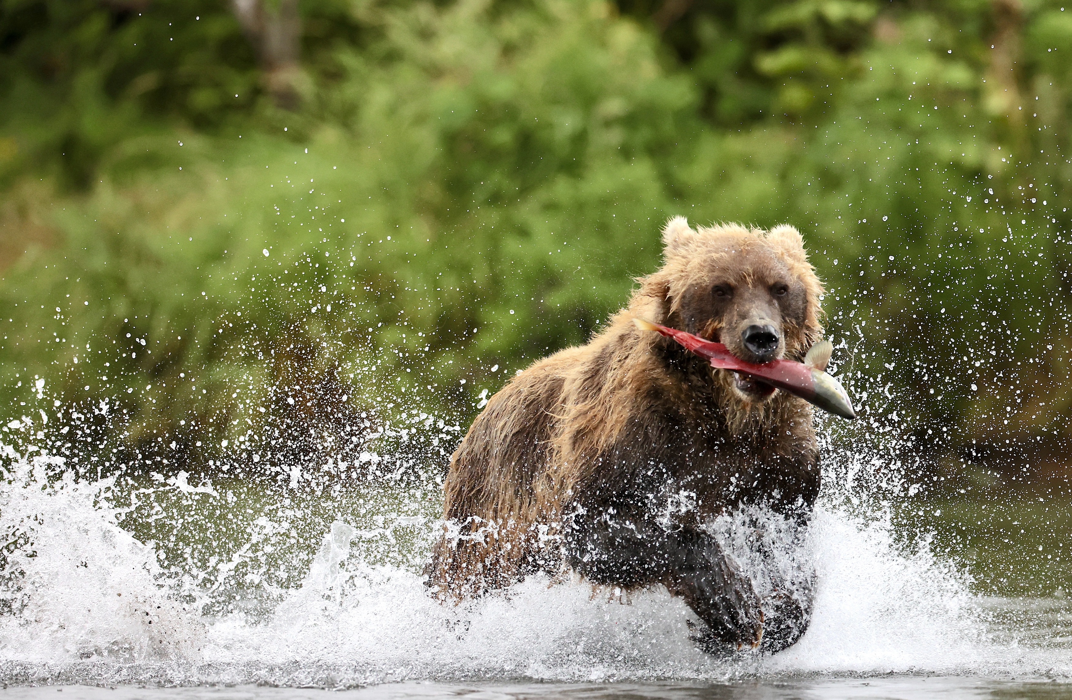 Бурый медведь, Камчатка, Leonid Golubkov