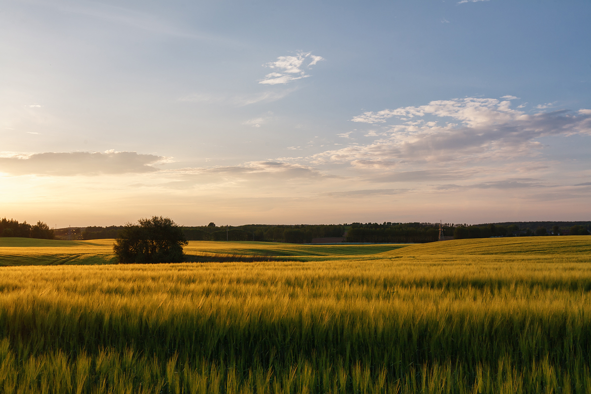 лето июнь  рожь  вечер закат поле, Карабинов Дима
