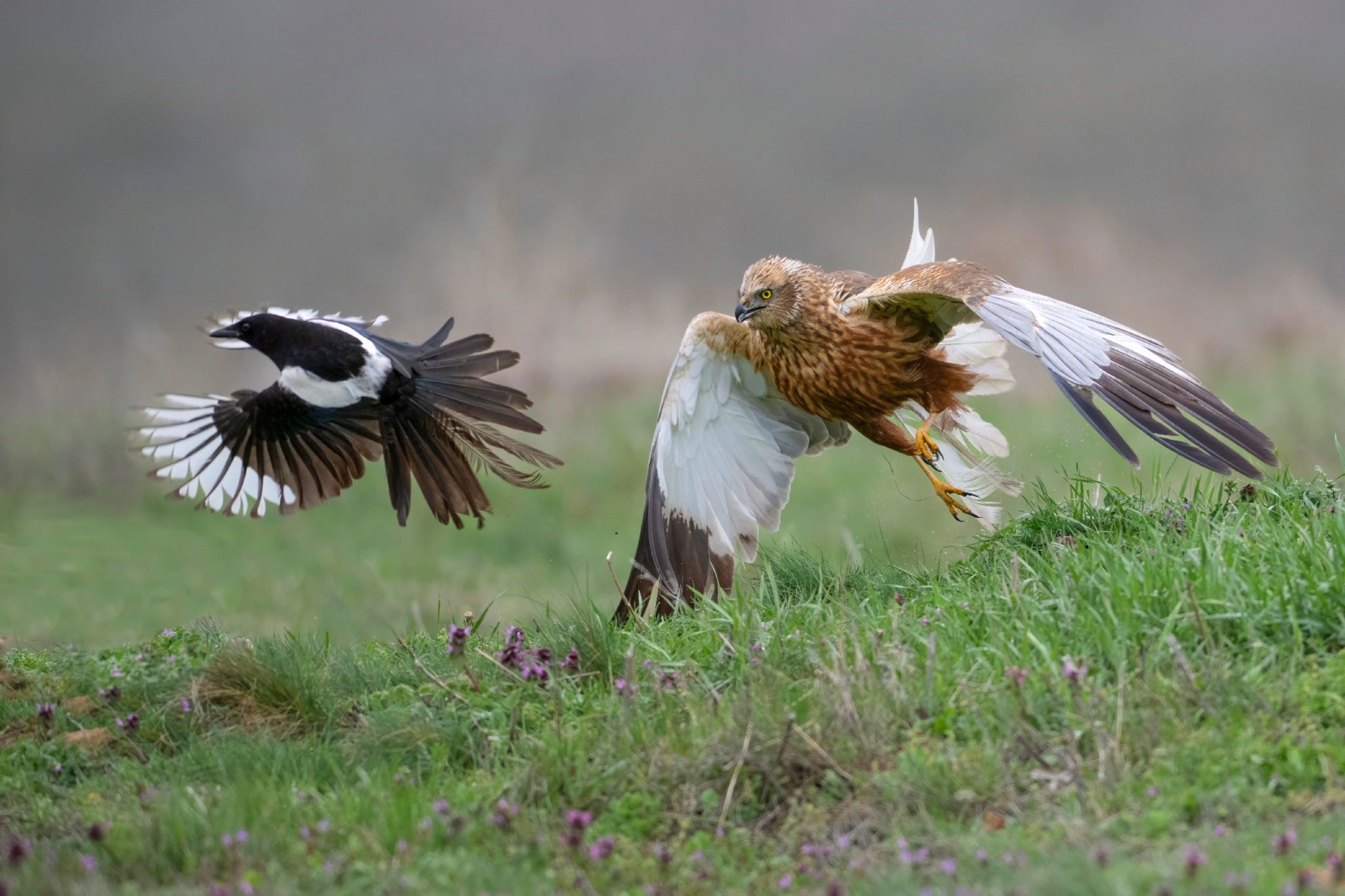 , Мартин Попов