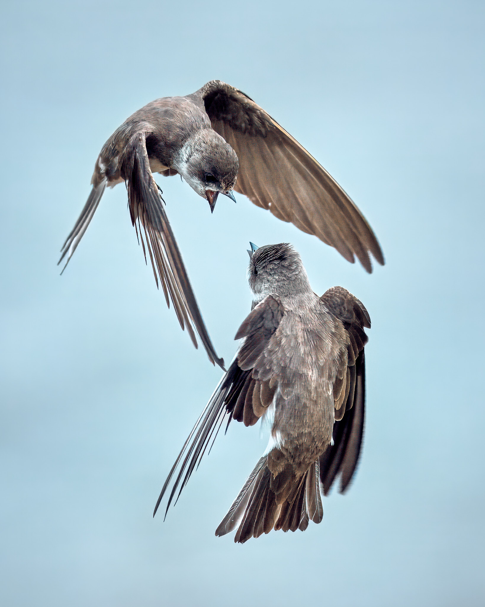 ласточки береговые в полете конфликт, Mikhail Khmelevskiy