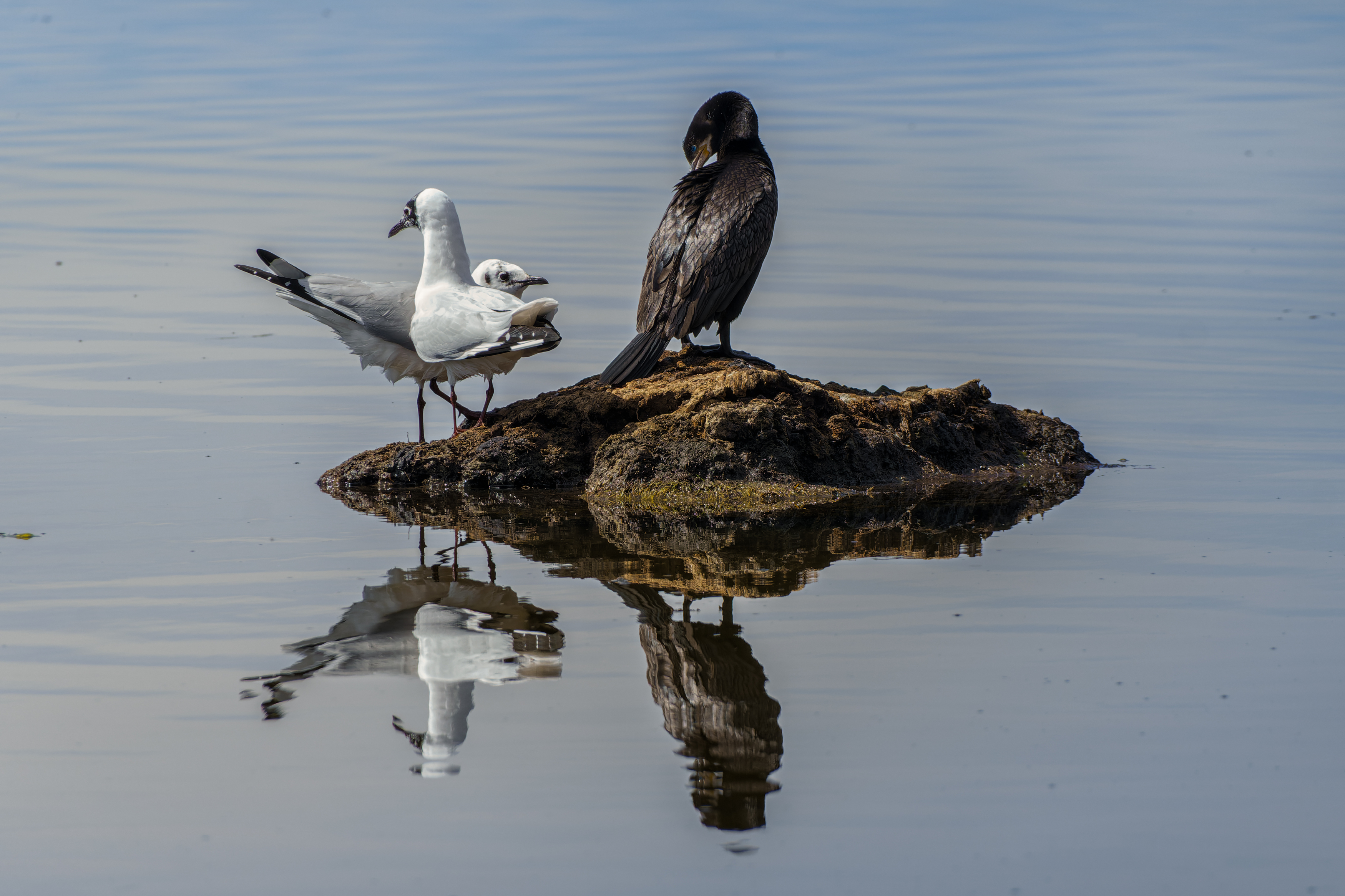 , RODRIGUEZ PROST JULIO