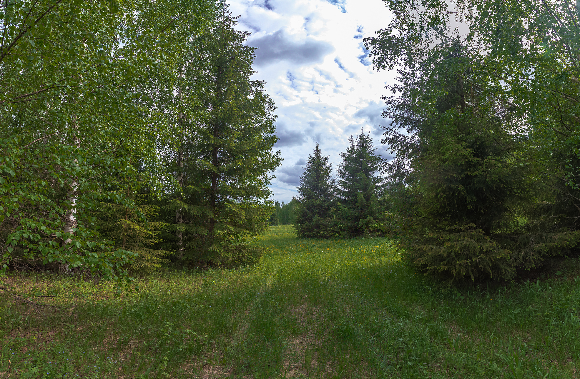 перелесок, ель, берёза, трава, лето. лес, Анкудинов Леонид