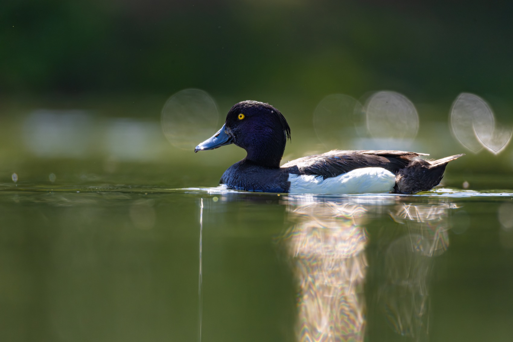 хохлатая чернеть, нырок, утка, птицы, Руслан Pl