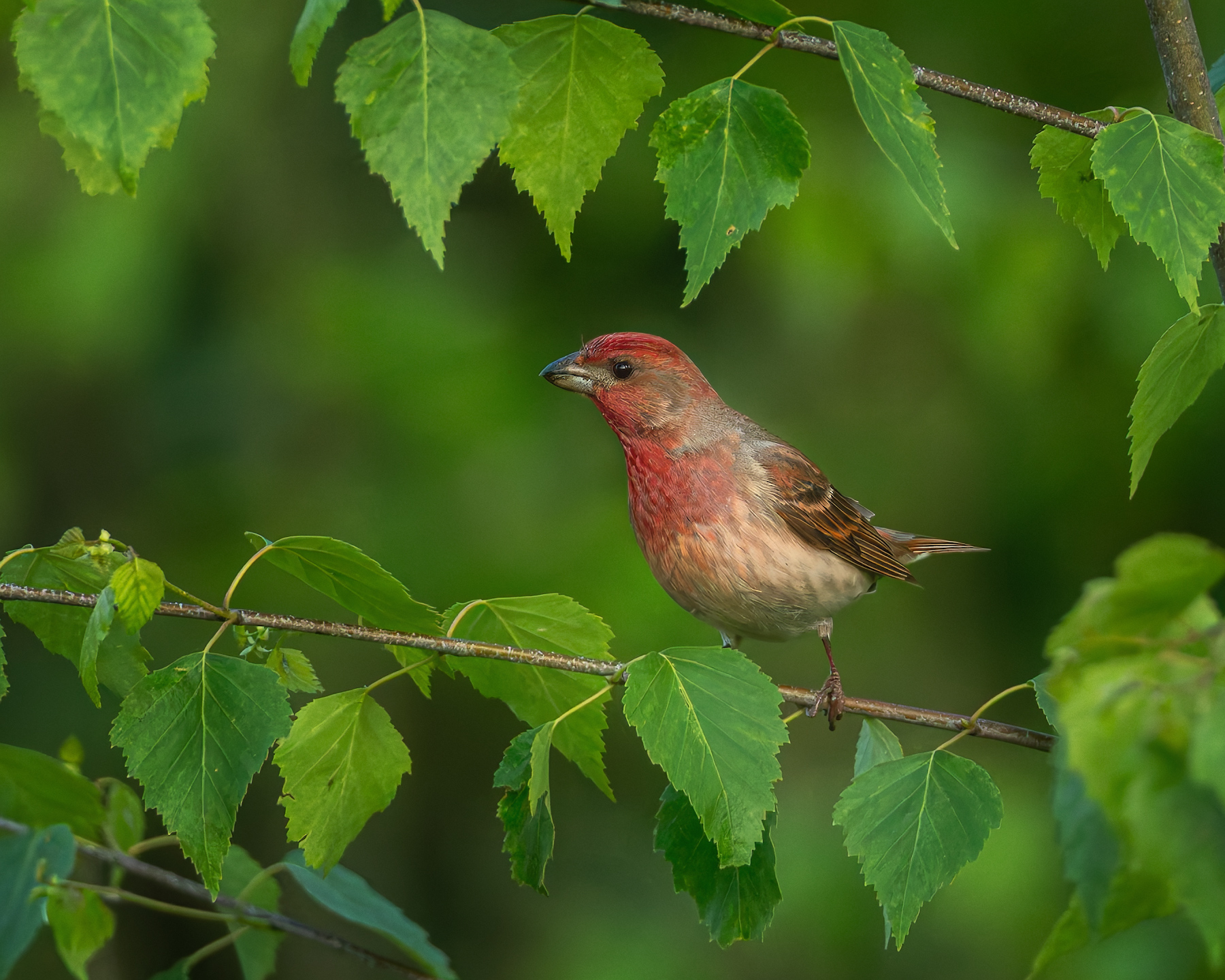 птички, фотоохота, чечевица, ленобласть, Марголин Алексей