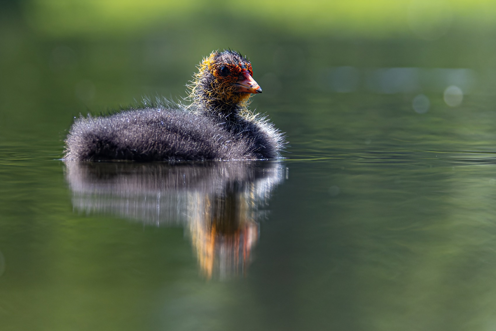лысуха, птенец, птица, Руслан Pl