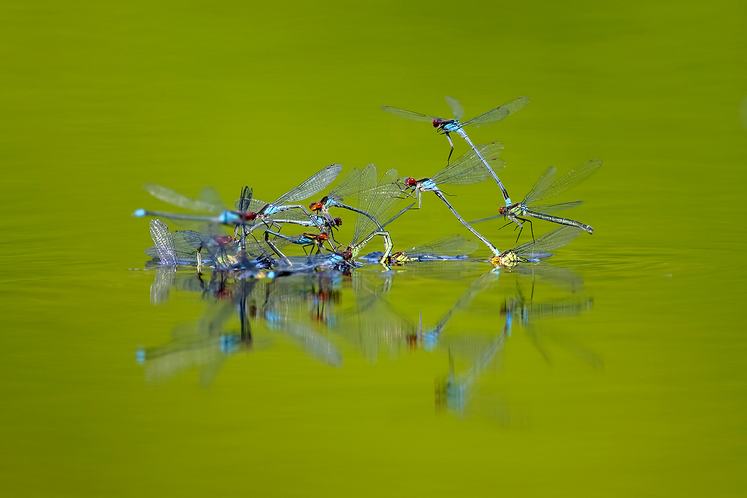 , Абросимов Александр