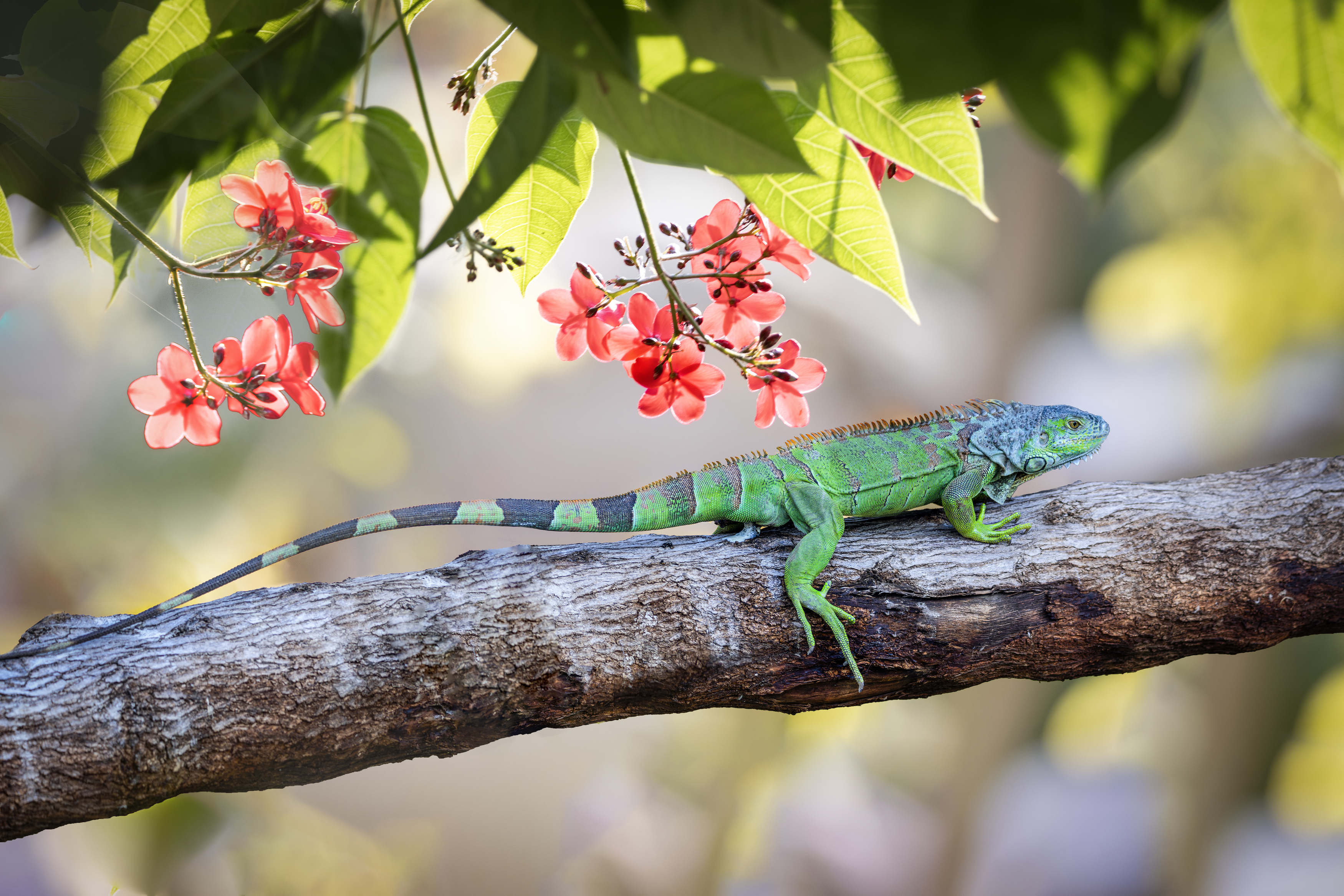 игуана, ветка, листья, цветы, Татьяна Горбачева Маментьева