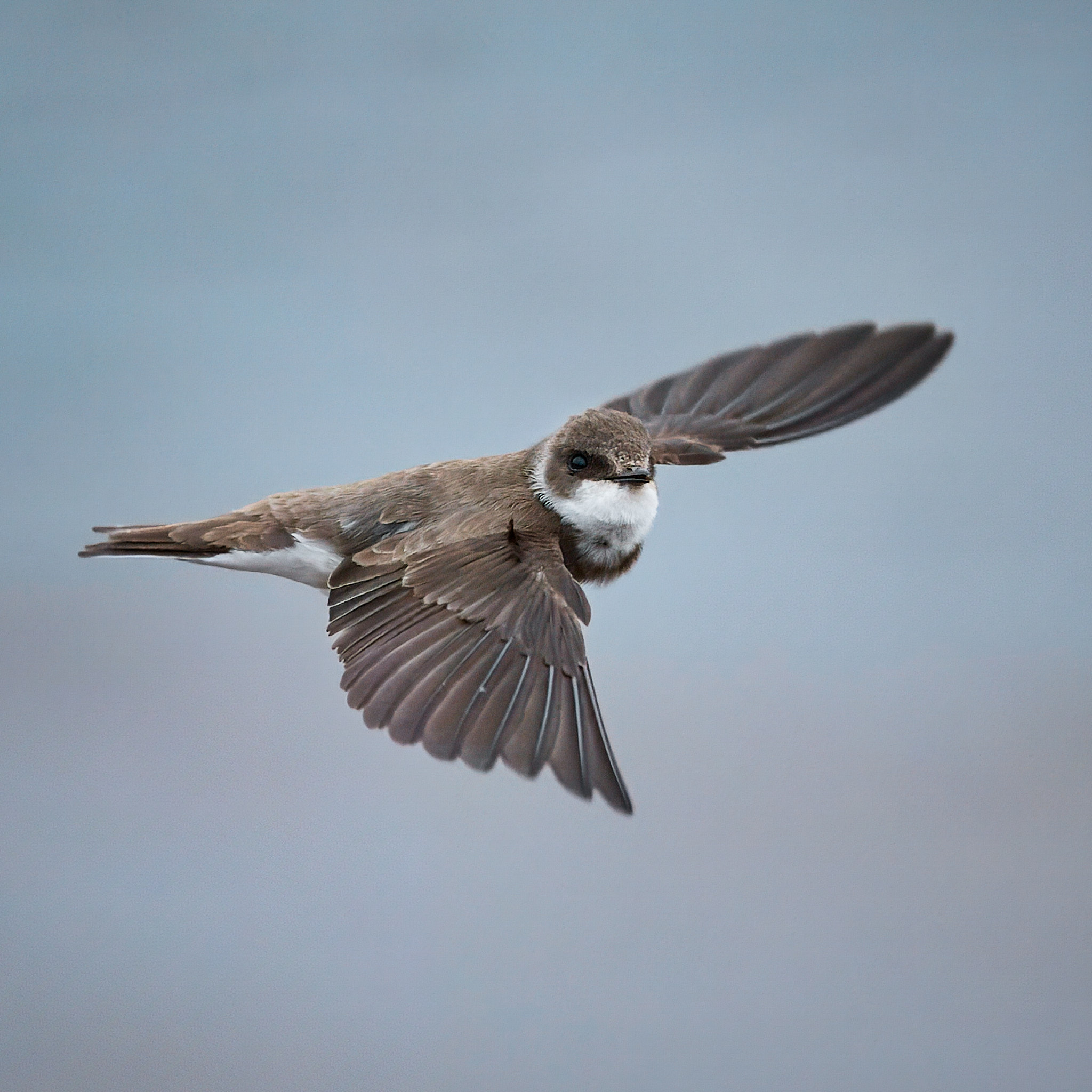 ласточка береговушка в полете, Mikhail Khmelevskiy