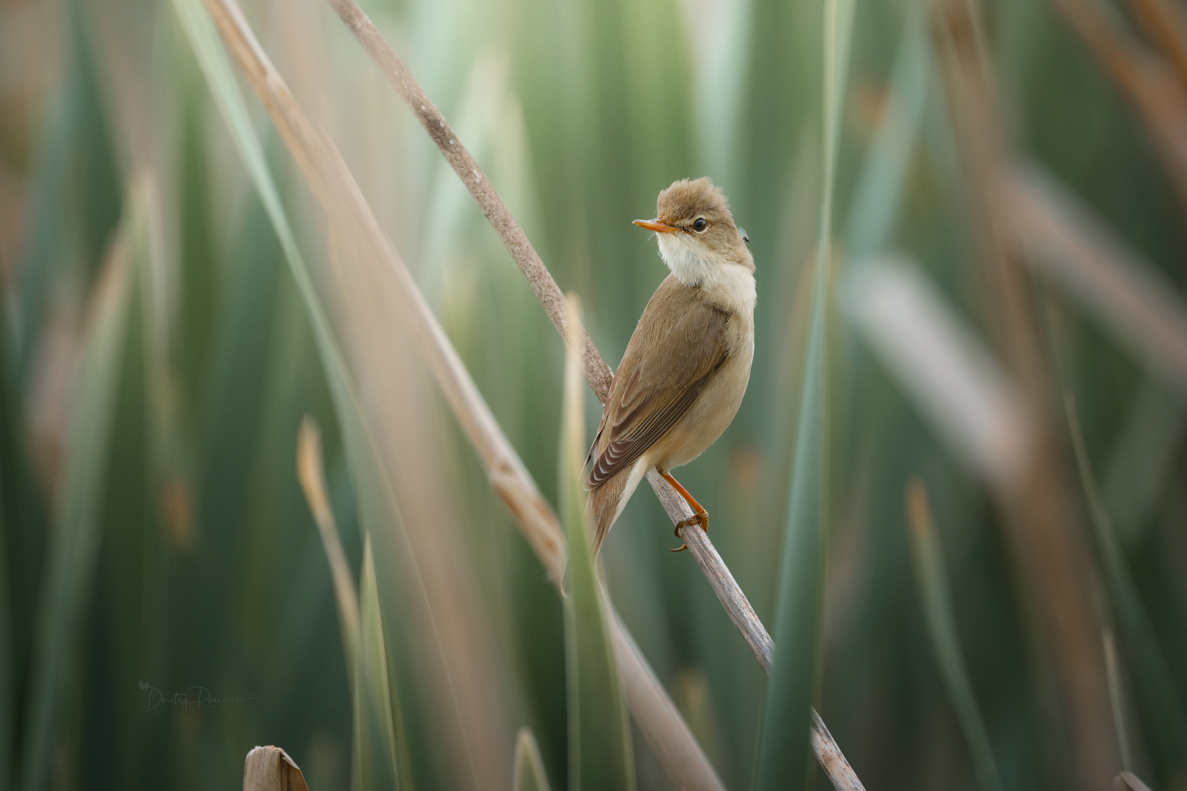 природа, лес, поля, огороды, животные, птицы, макро, Дмитрий Посевич