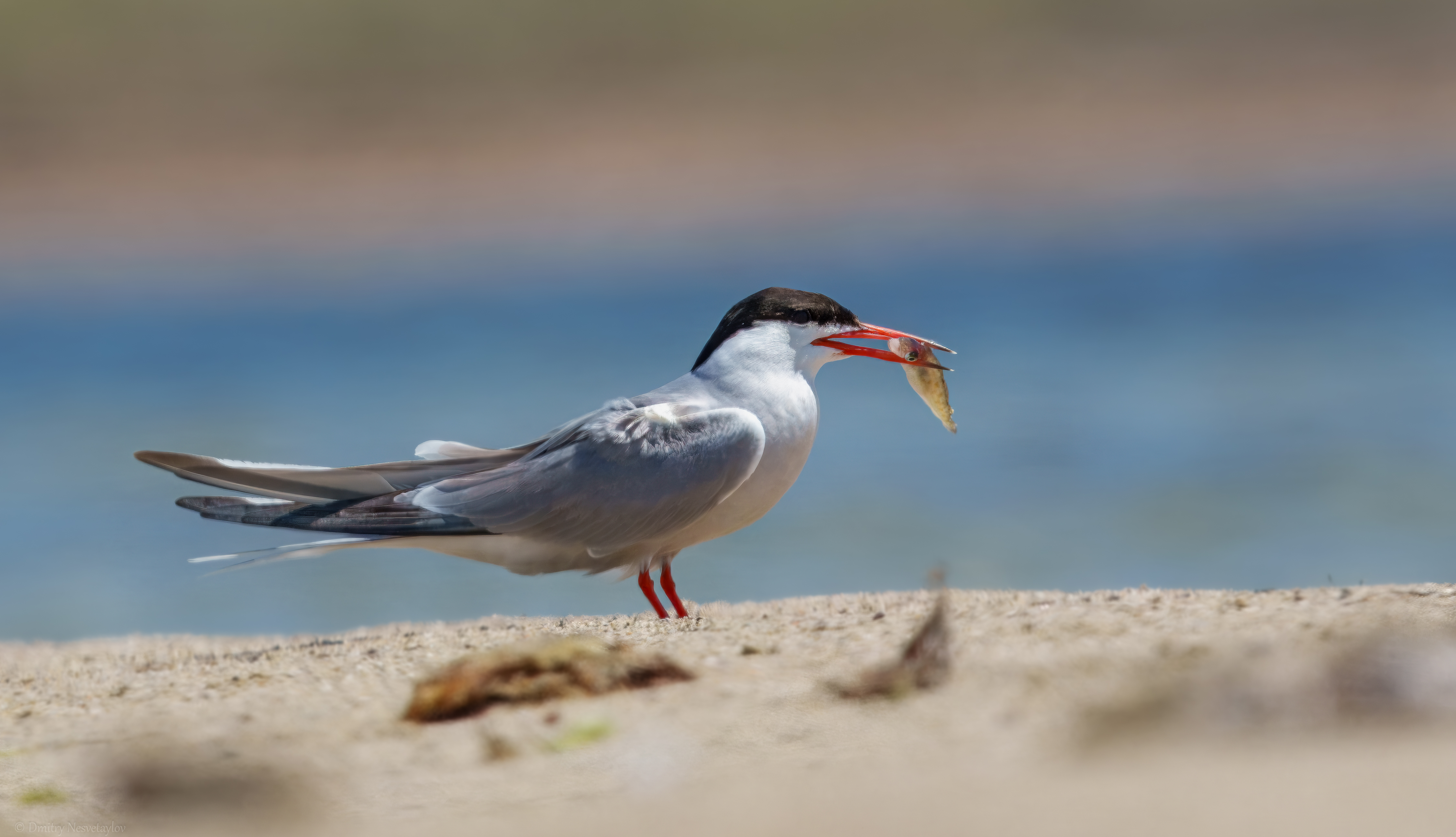 речная крачка, птица, пернатые, природа, фауна, крачка, клюв, оперение, крыло, полёт, берег, водоём, прибрежная зона, гнездование, охота, дикая природа, фото птиц, Дмитрий Несветайлов