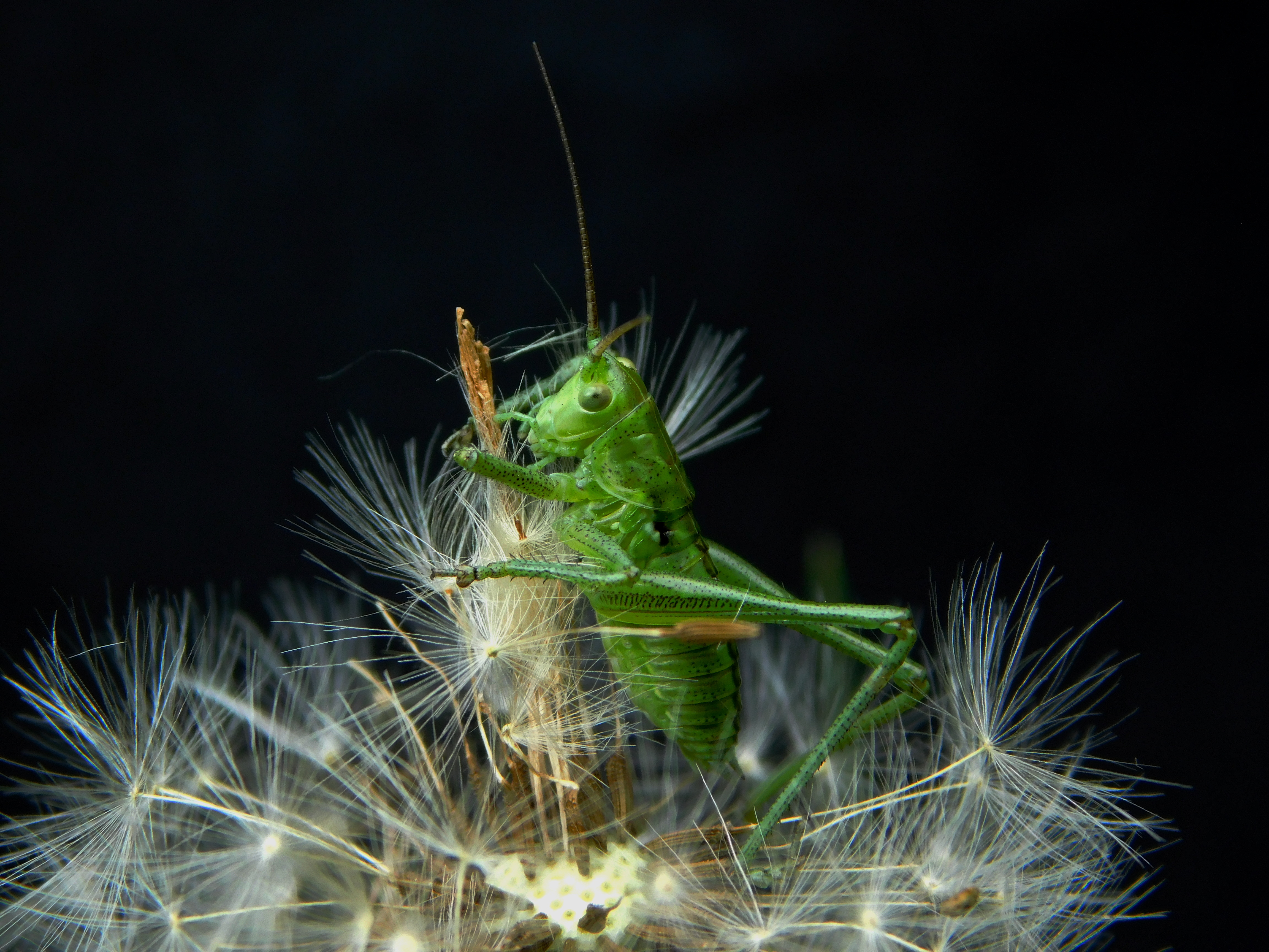 , Сергей Чеченов