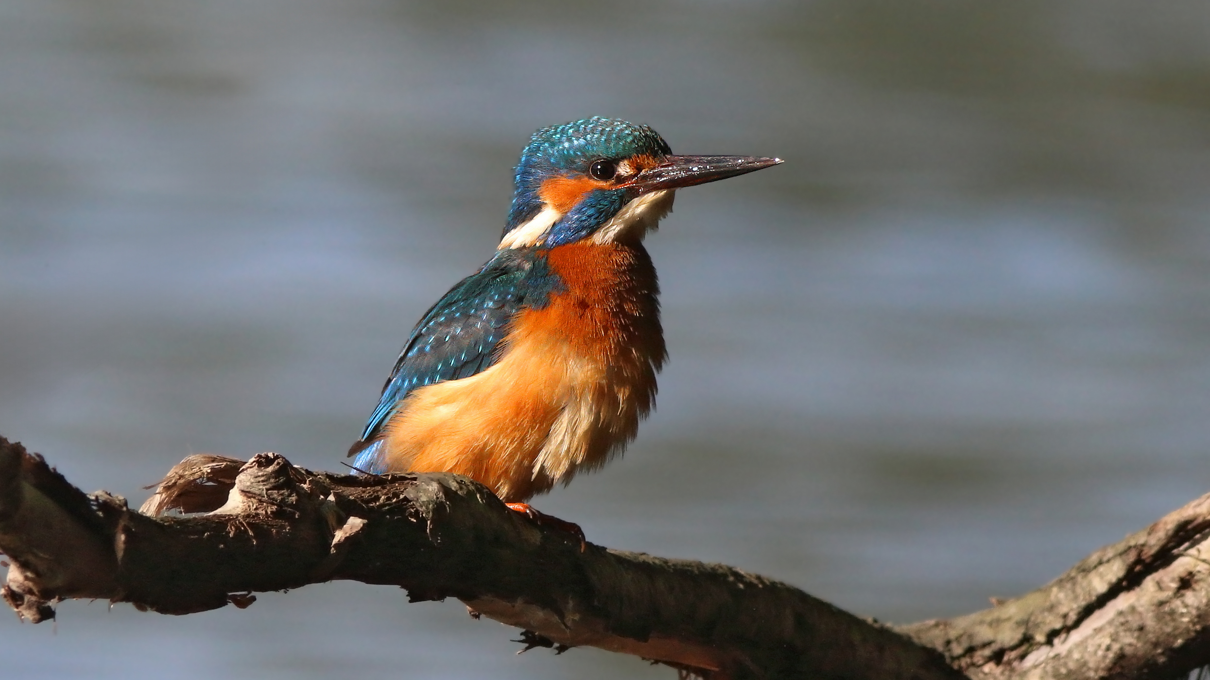 зимородок, обыкновенный зимородок, alcedo atthis, common kingfisher, kingfisher, Бондаренко Георгий