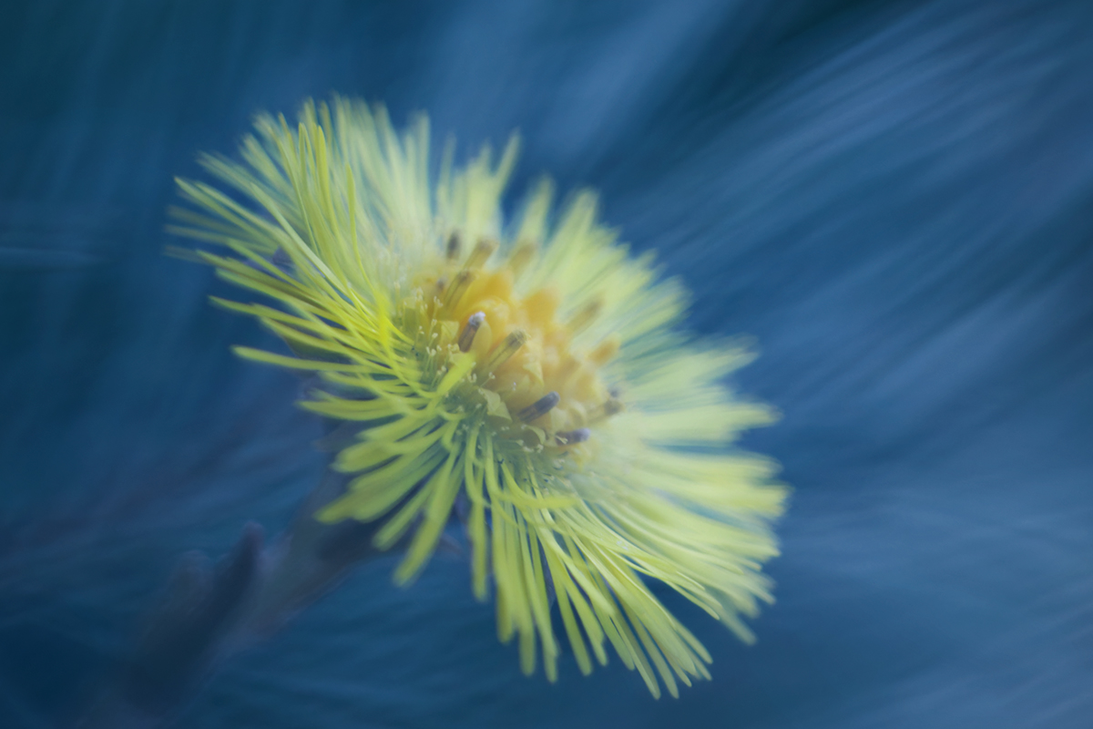 macro, flower, макро, матьимачеха, tussilágo, цветок, Хилько Марина