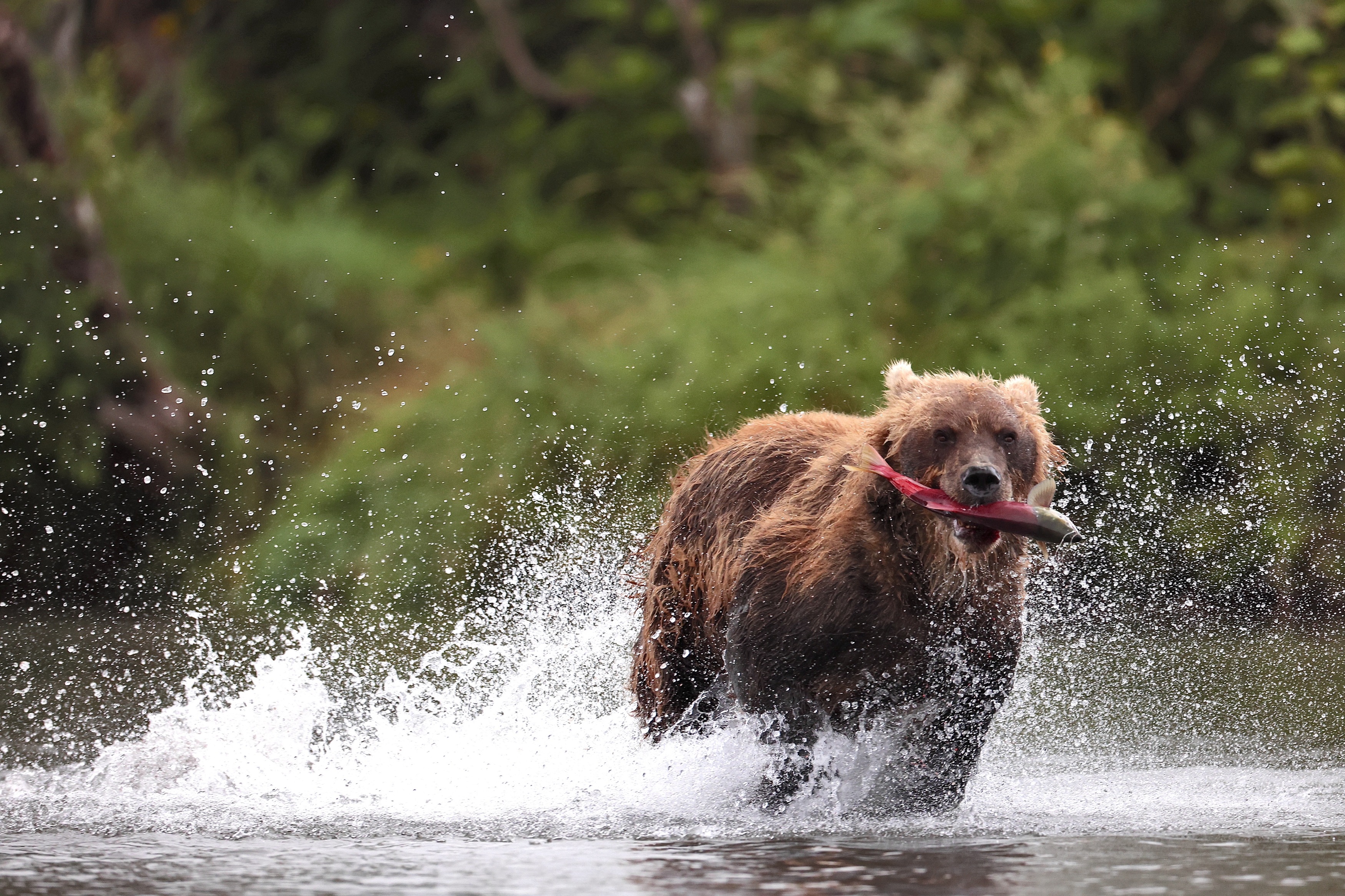 Бурый медведь, Камчатка, Leonid Golubkov