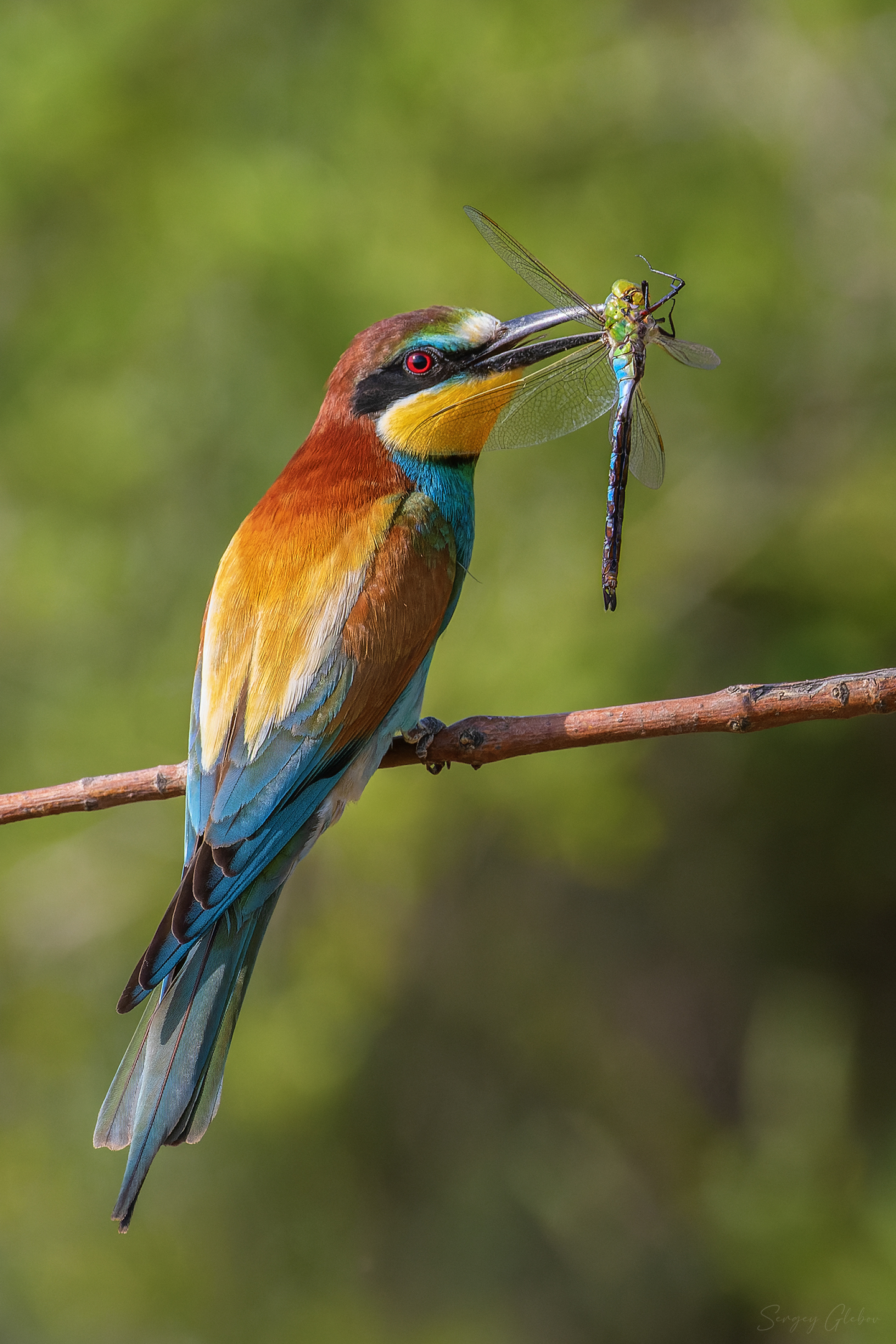 щурка, птицы, пернатые, Глебов Сергей