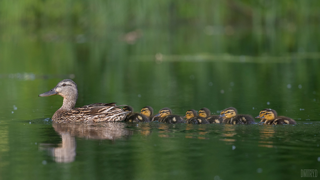 , Дмитрий Доронин