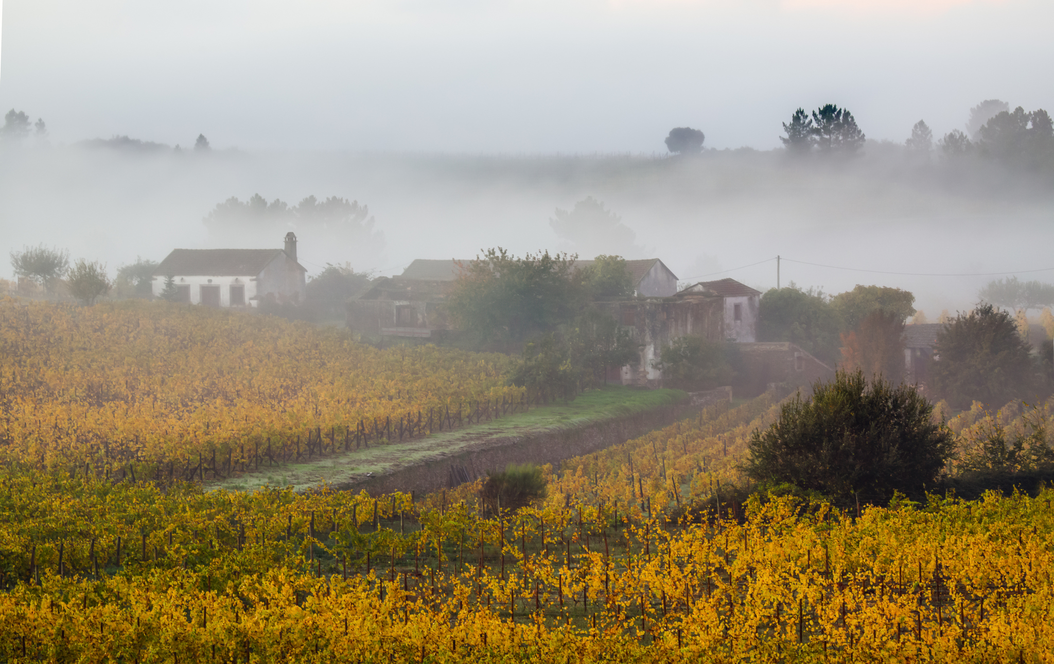 туман деревня утро пейзаж, Мурзинов Виктор