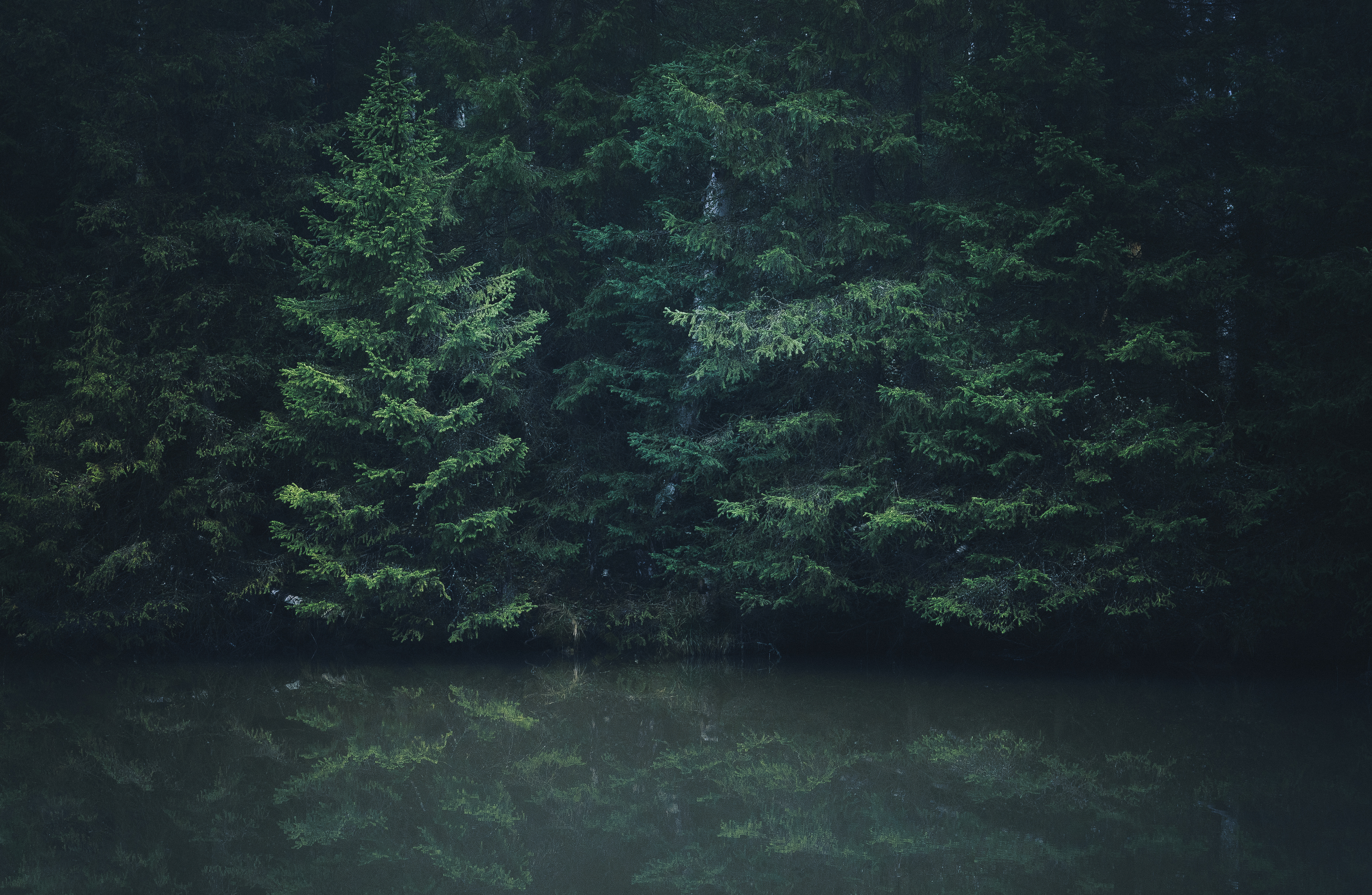 , Силантьев Даниил