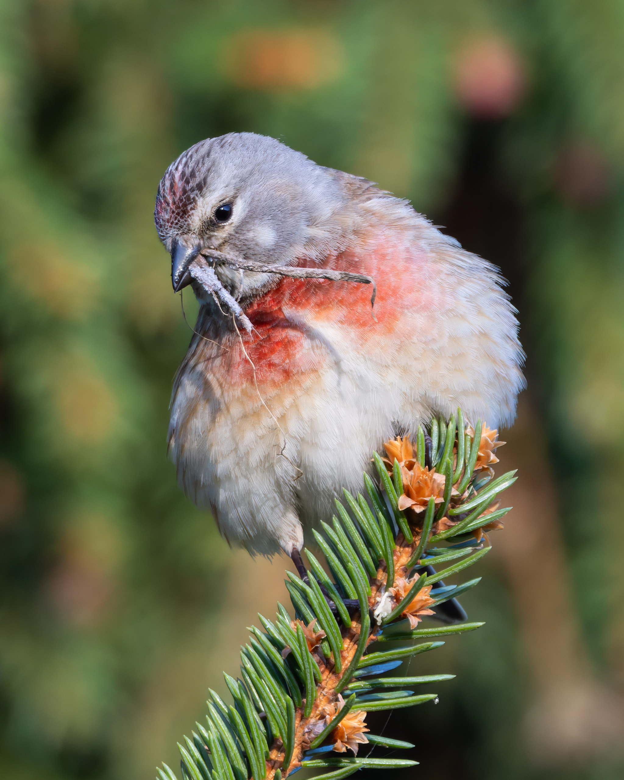 коноплянка, linaria cannabina, птицы, фото птиц, Александр Шипиленко