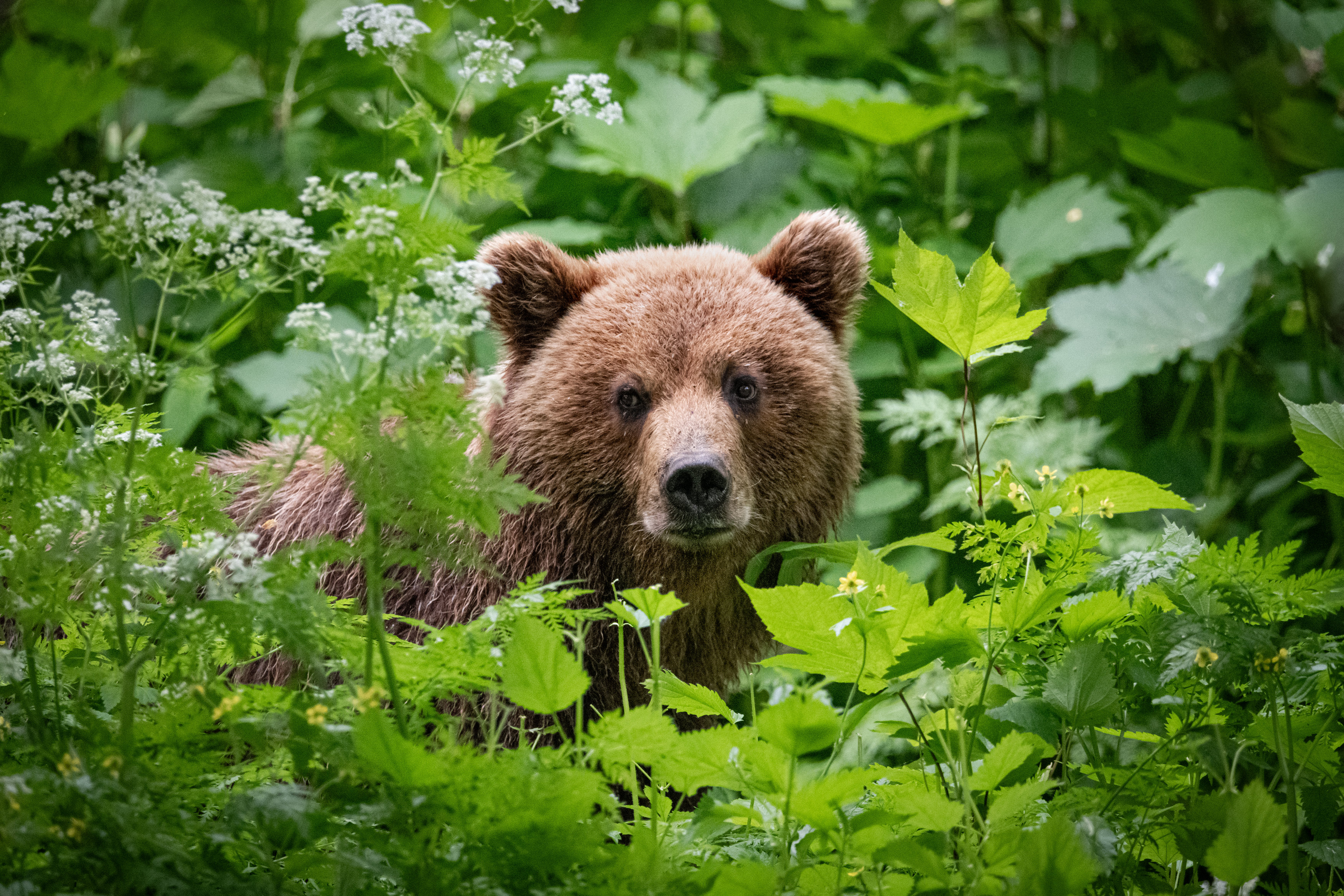 медведь, хищник, зверь, камчатка, Степанова Татьяна