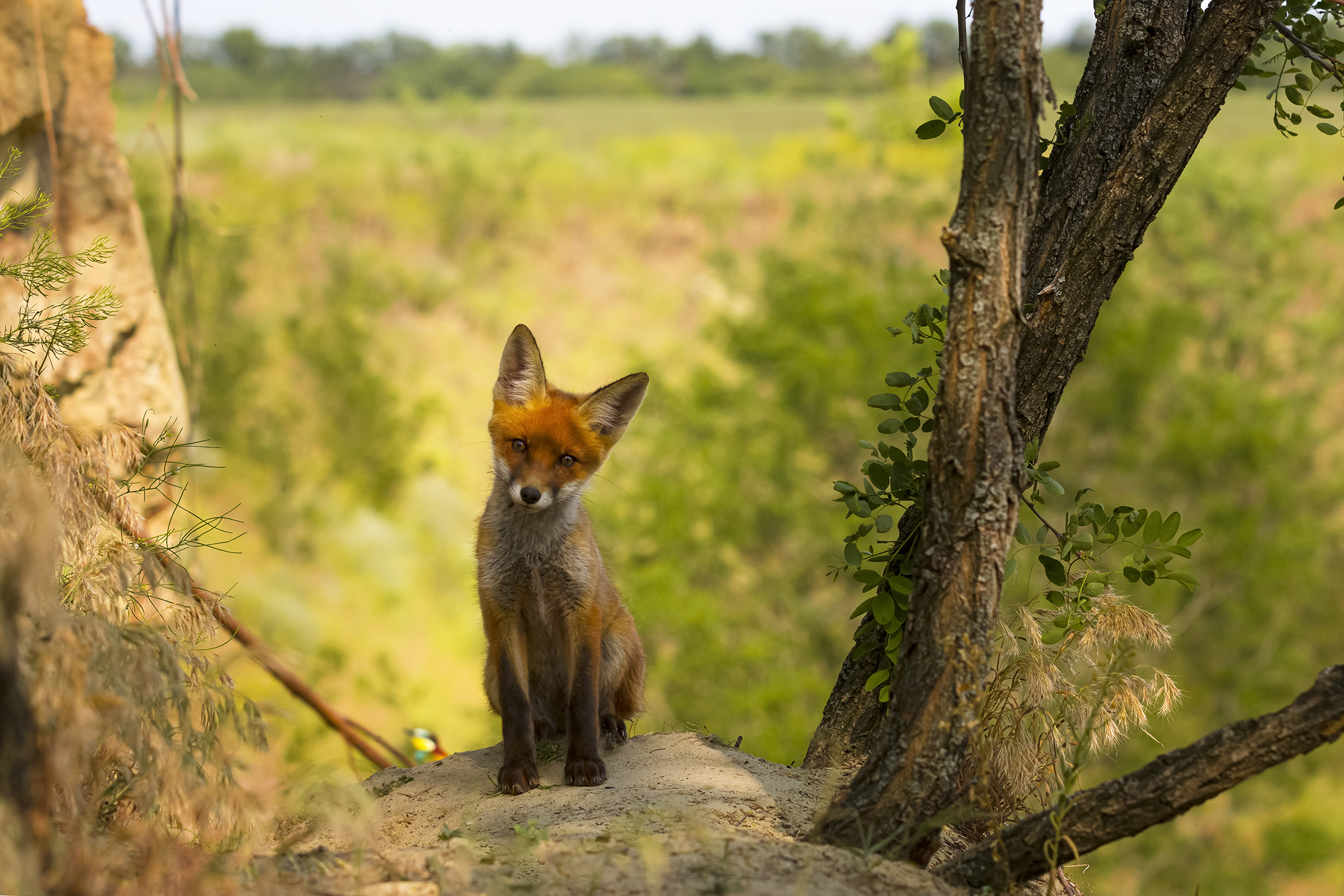 природа, Валерий Черняк