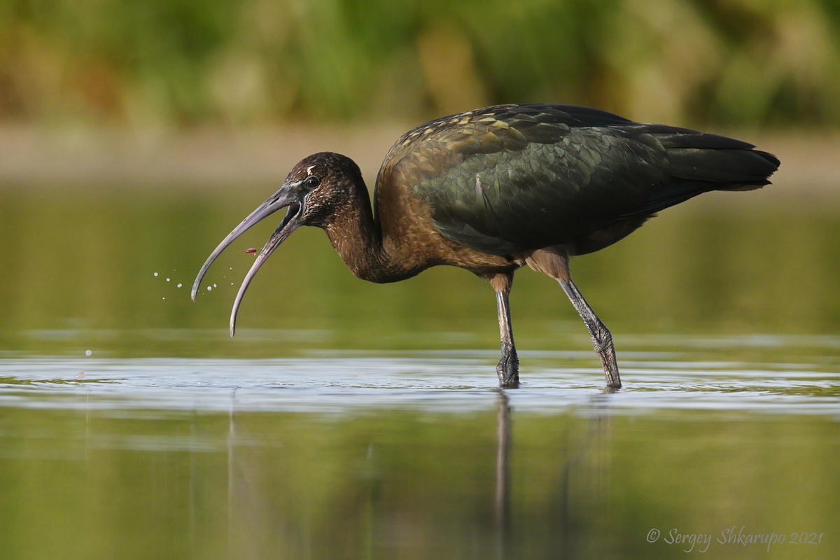 Каравайка, Сергей Шкарупо