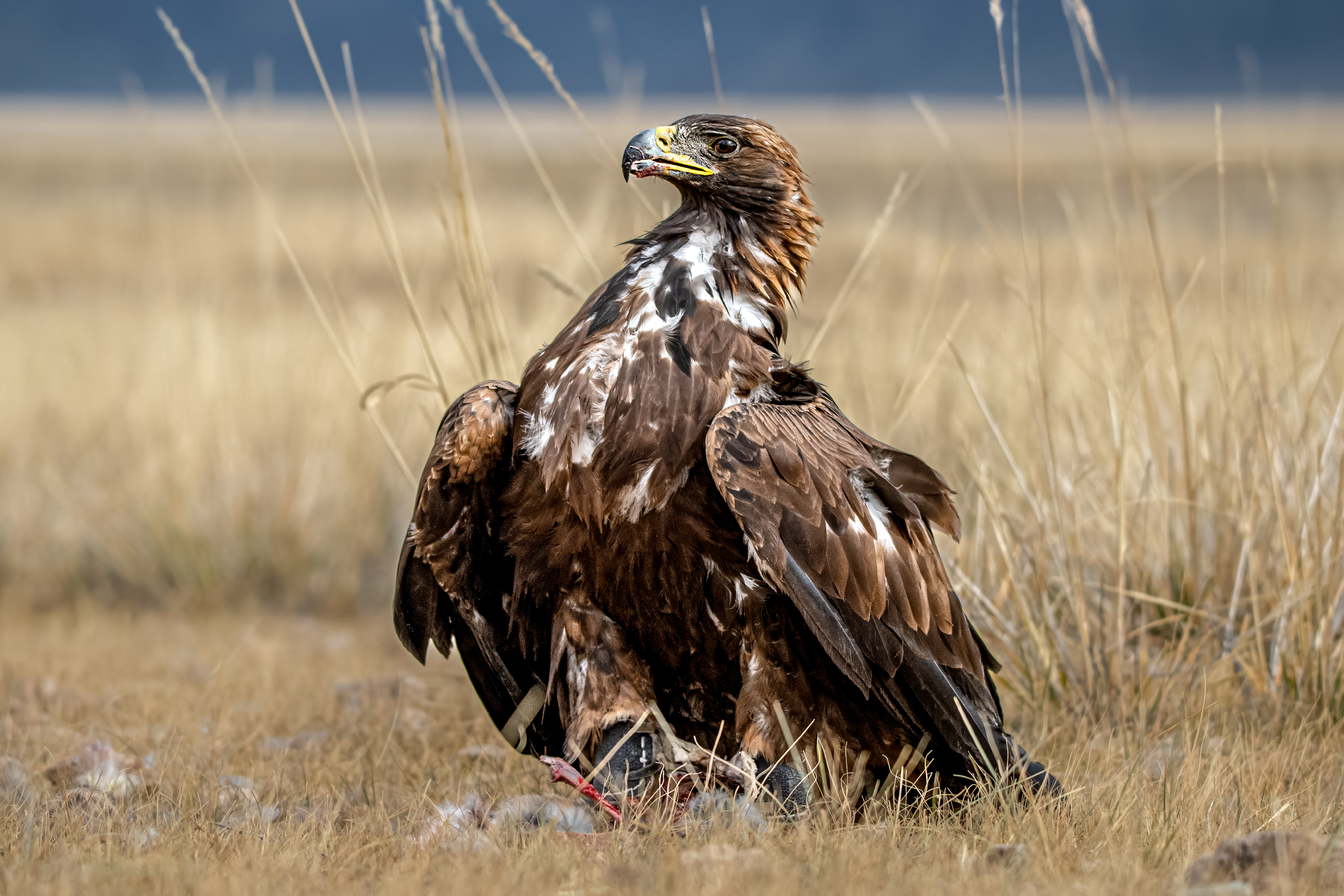 , Юрий Матвеев