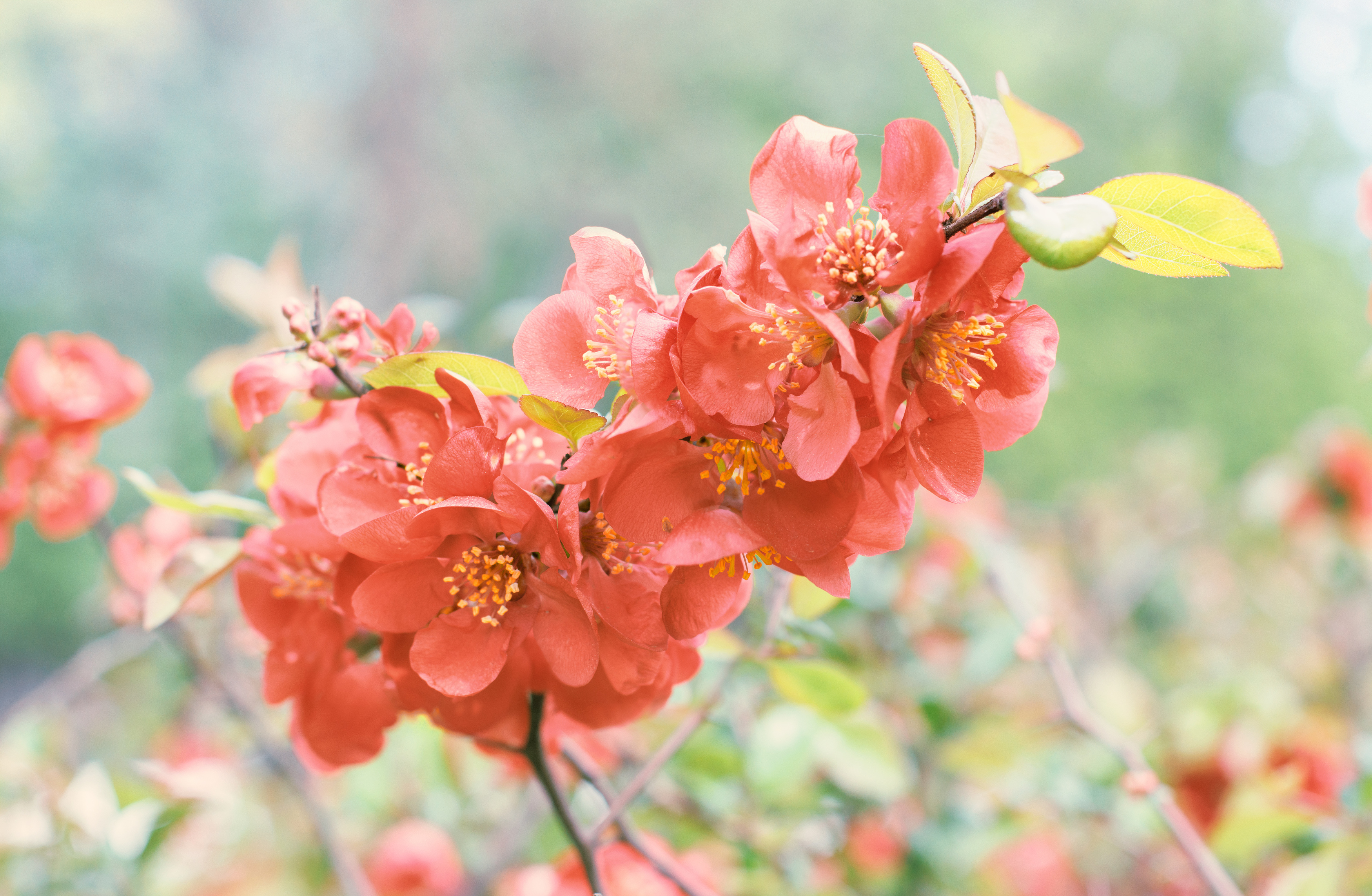 цветок цветение весна алыча, Светлана Холодняк